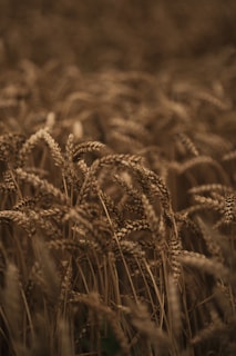 A close up of a field of wheat