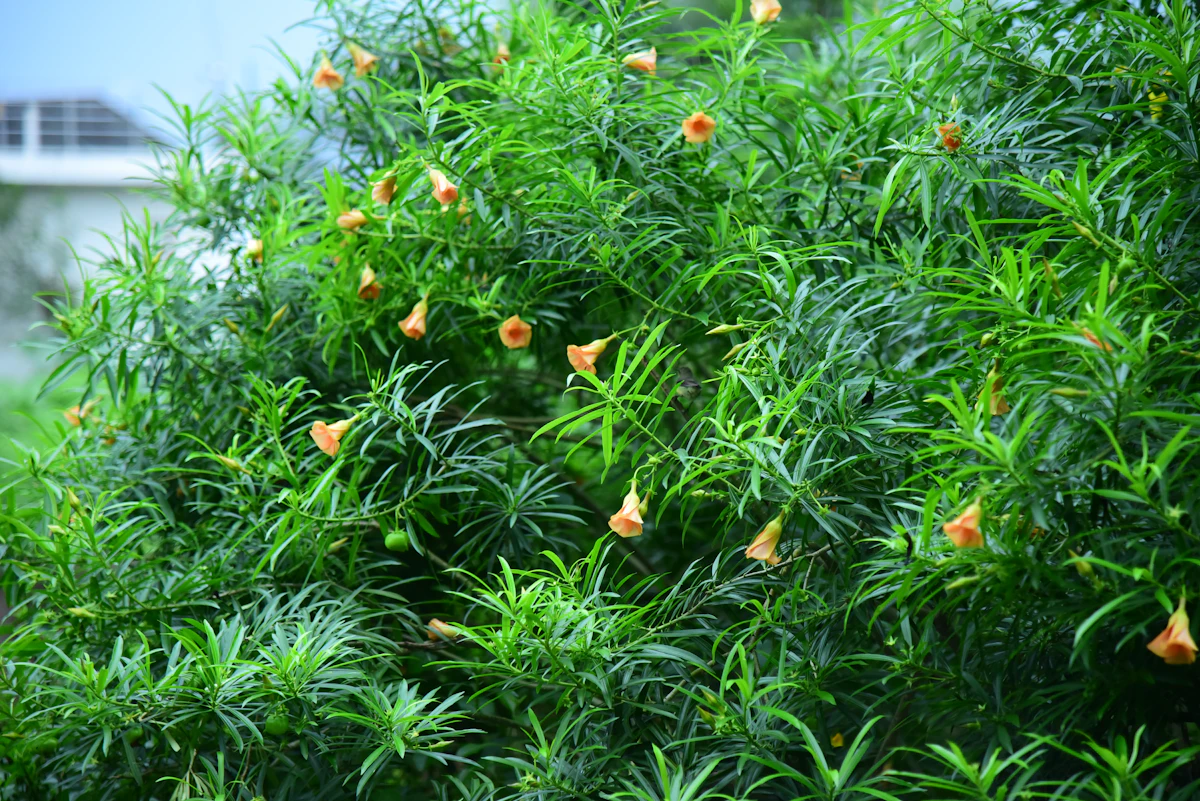 Oleander Kaner India — Toxic Roadside Shrub Complete Guide