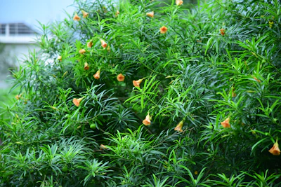 Oleander Kaner India — Toxic Roadside Shrub Complete Guide