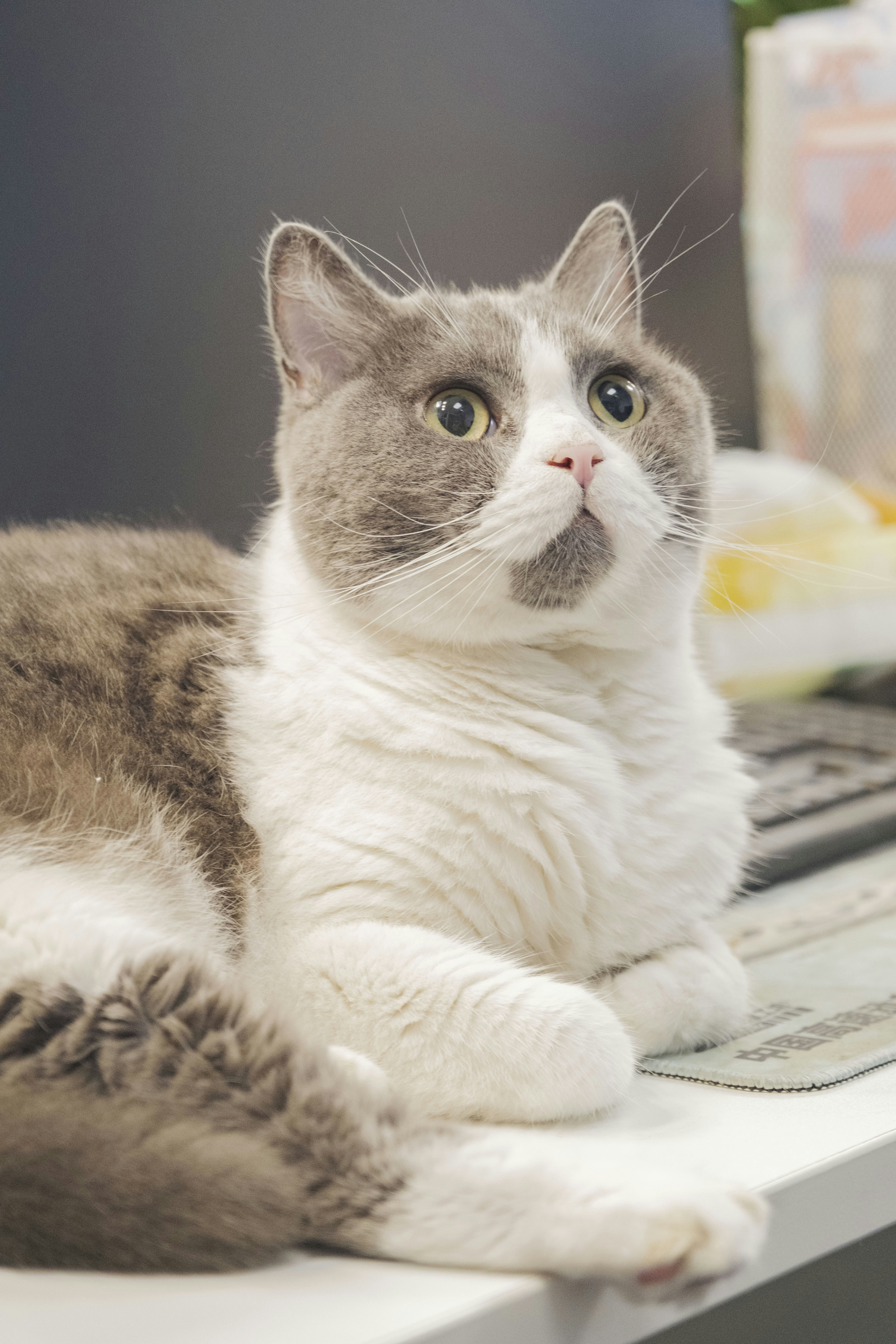 A gray and white cat laying on top of a desk photo – Free Cat Image on ...