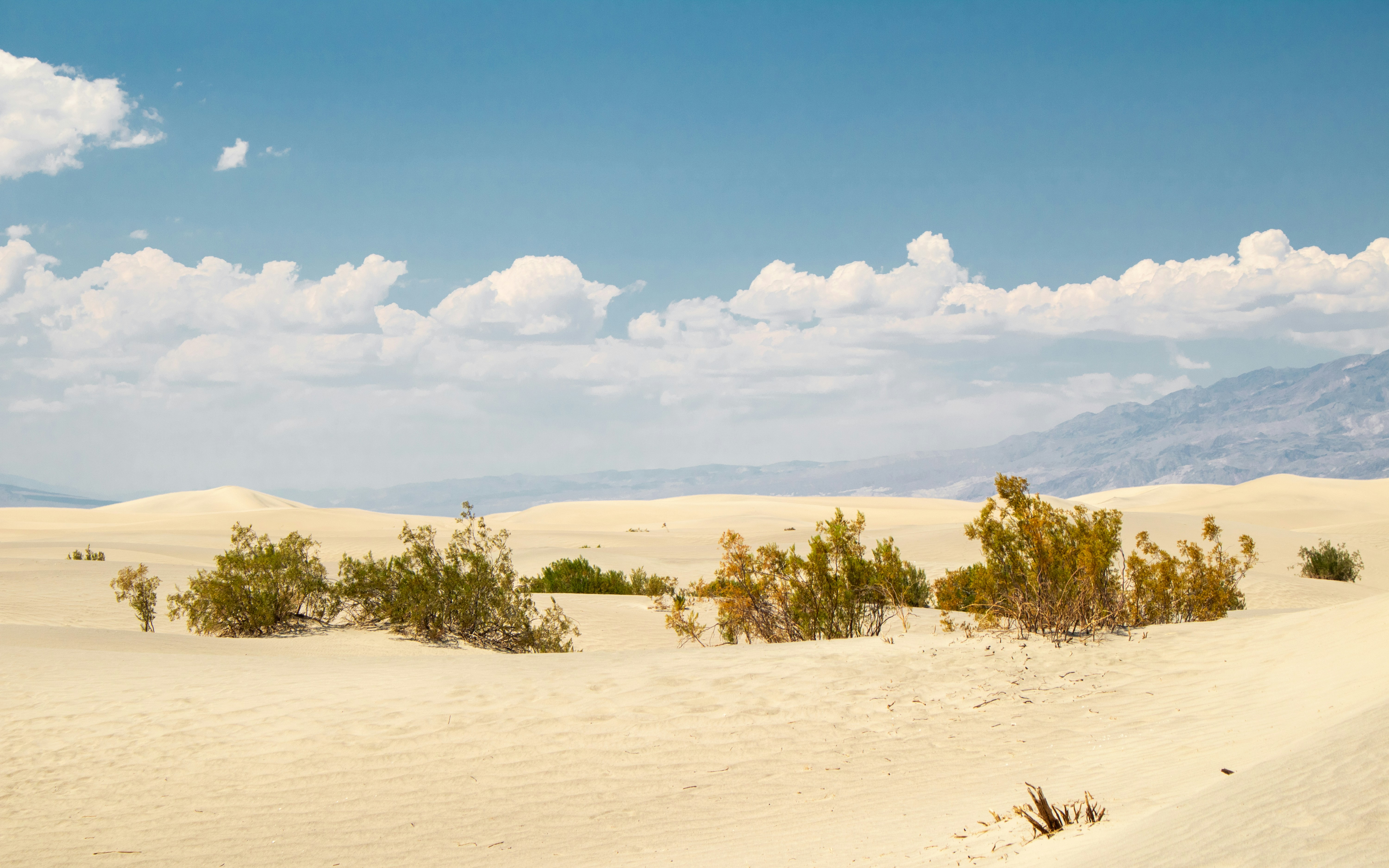 A sandy area with trees and clouds in the sky
