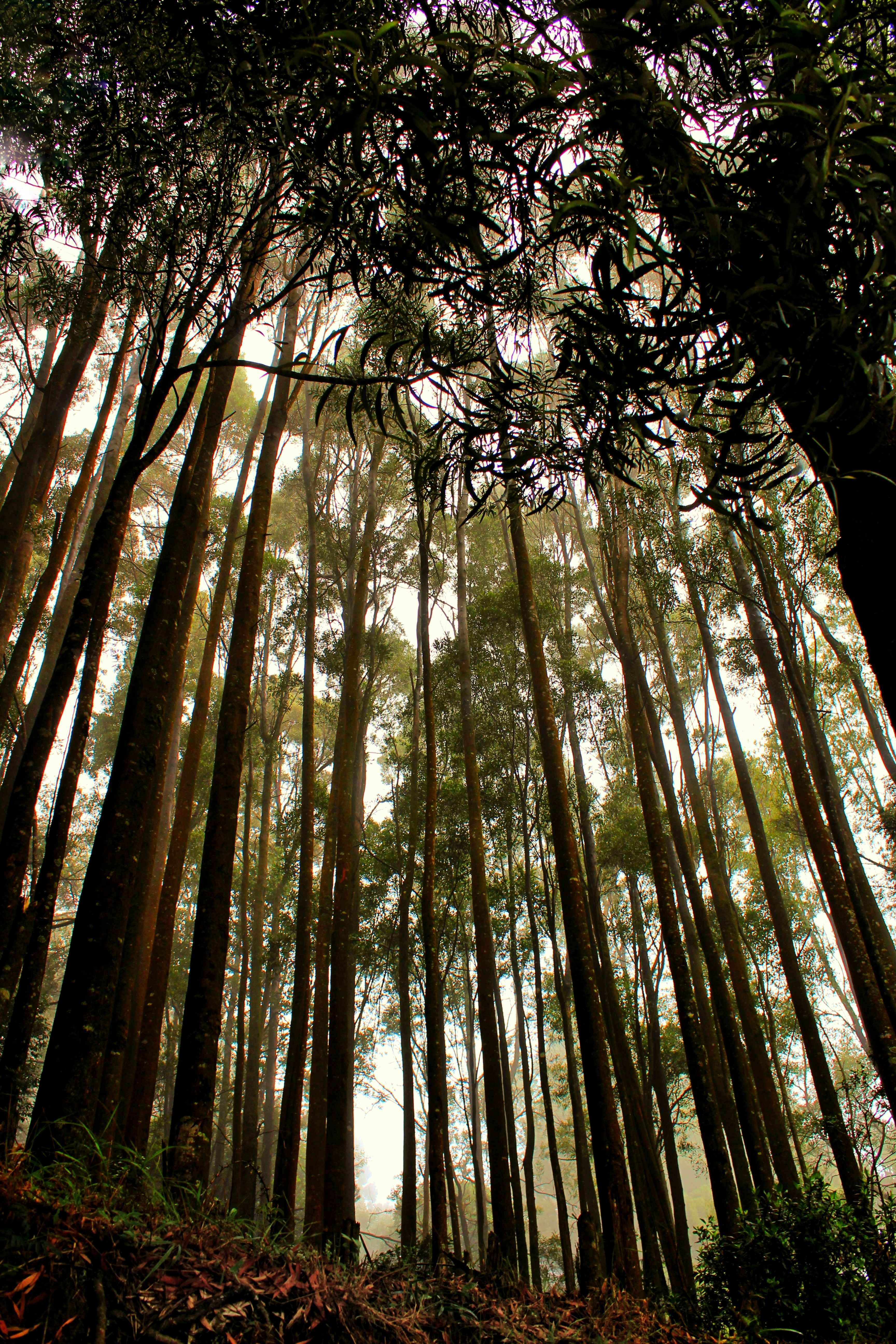 A forest filled with lots of tall trees