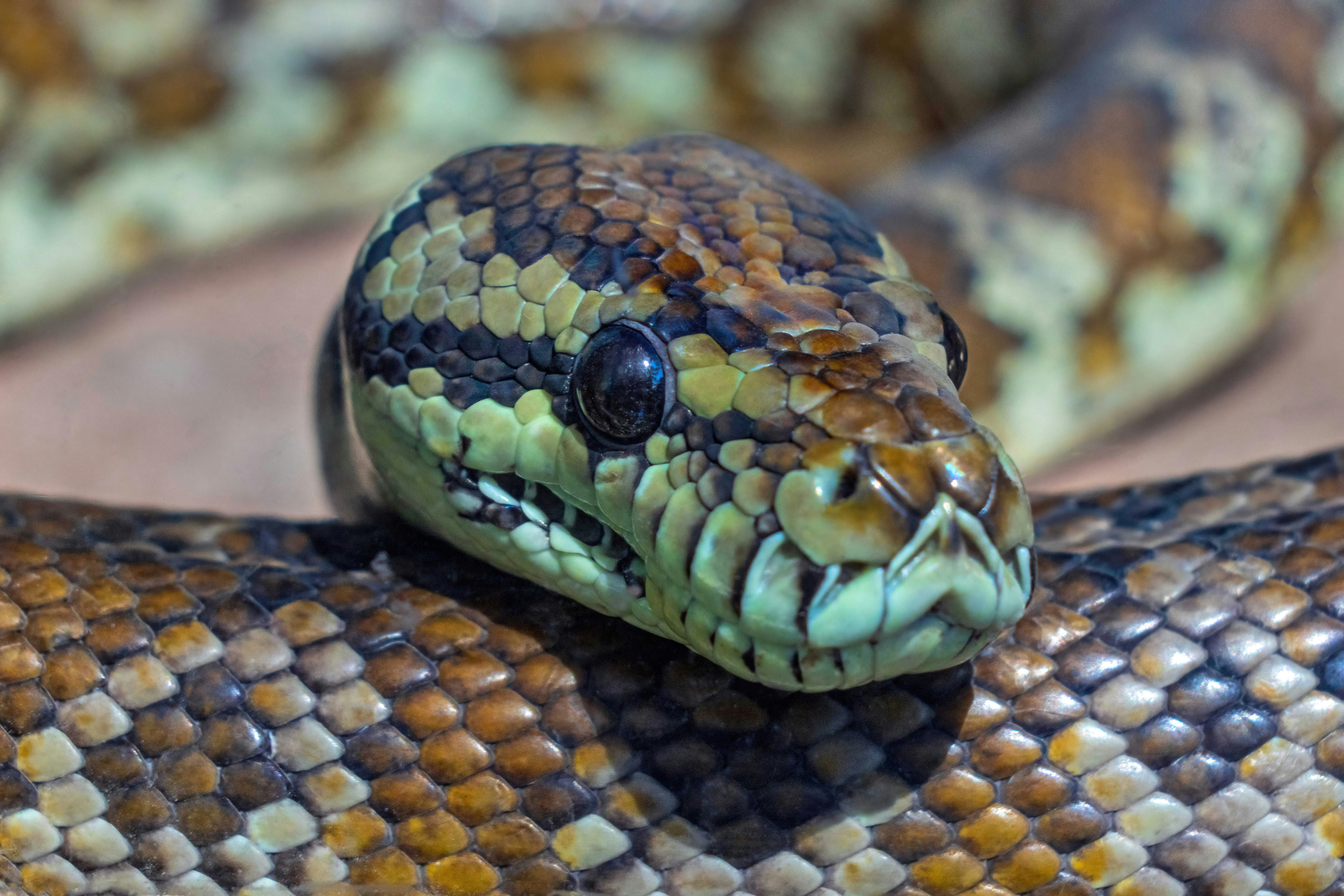 A close up of a snake on a branch