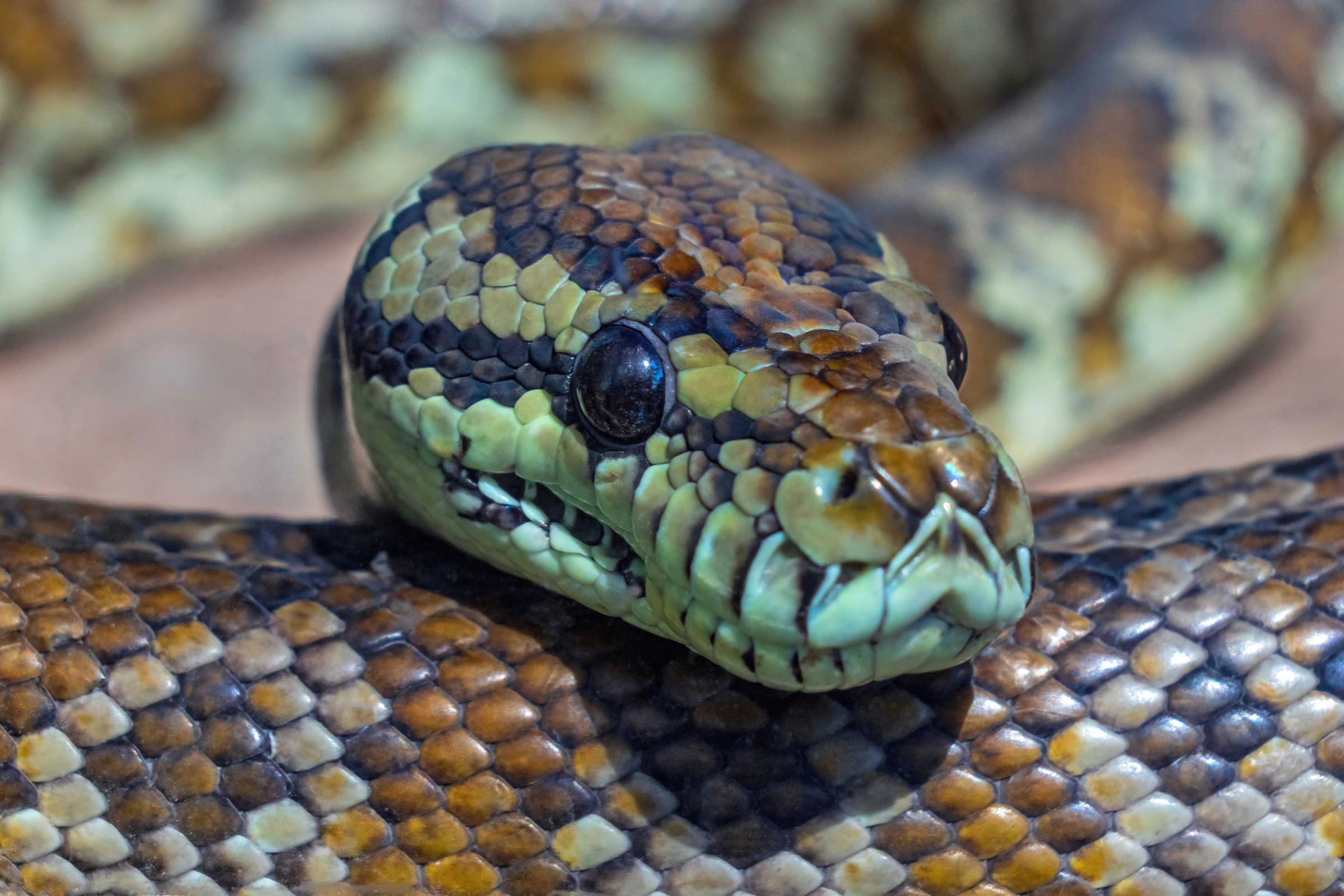 Exotische Tiere – Titelbild