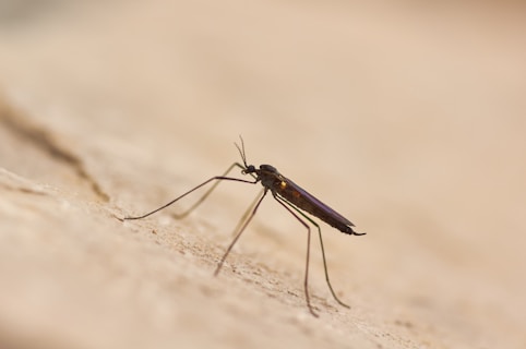 A close up of a mosquito on a wall