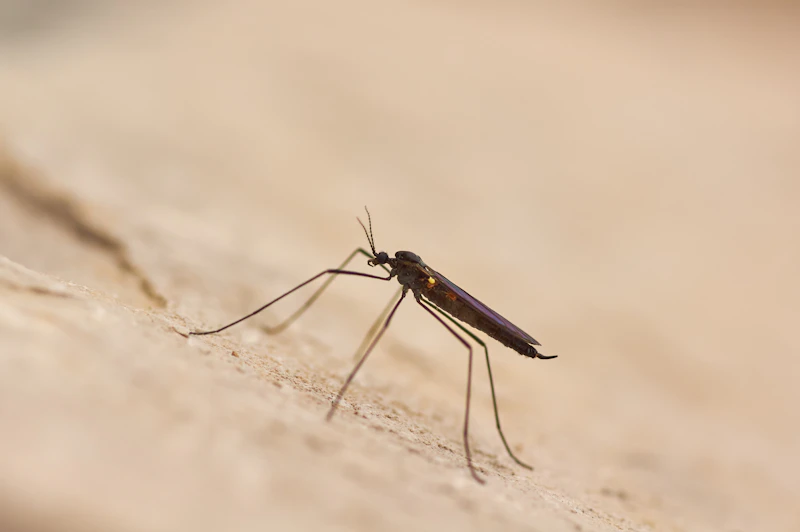 Climate Change Forces Malaria Into New Territories Across Africa