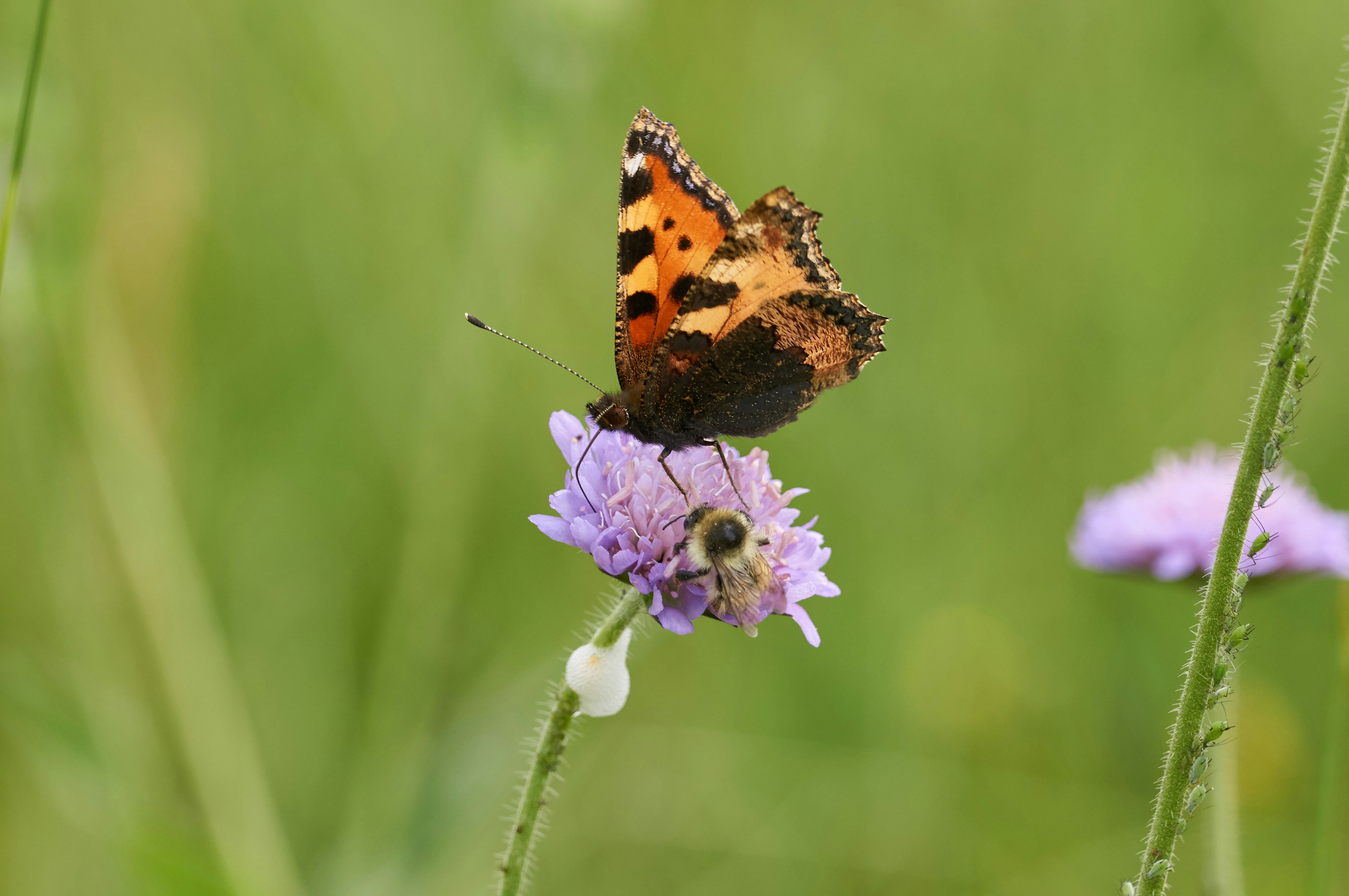 Photo by wolfgang_hasselmann