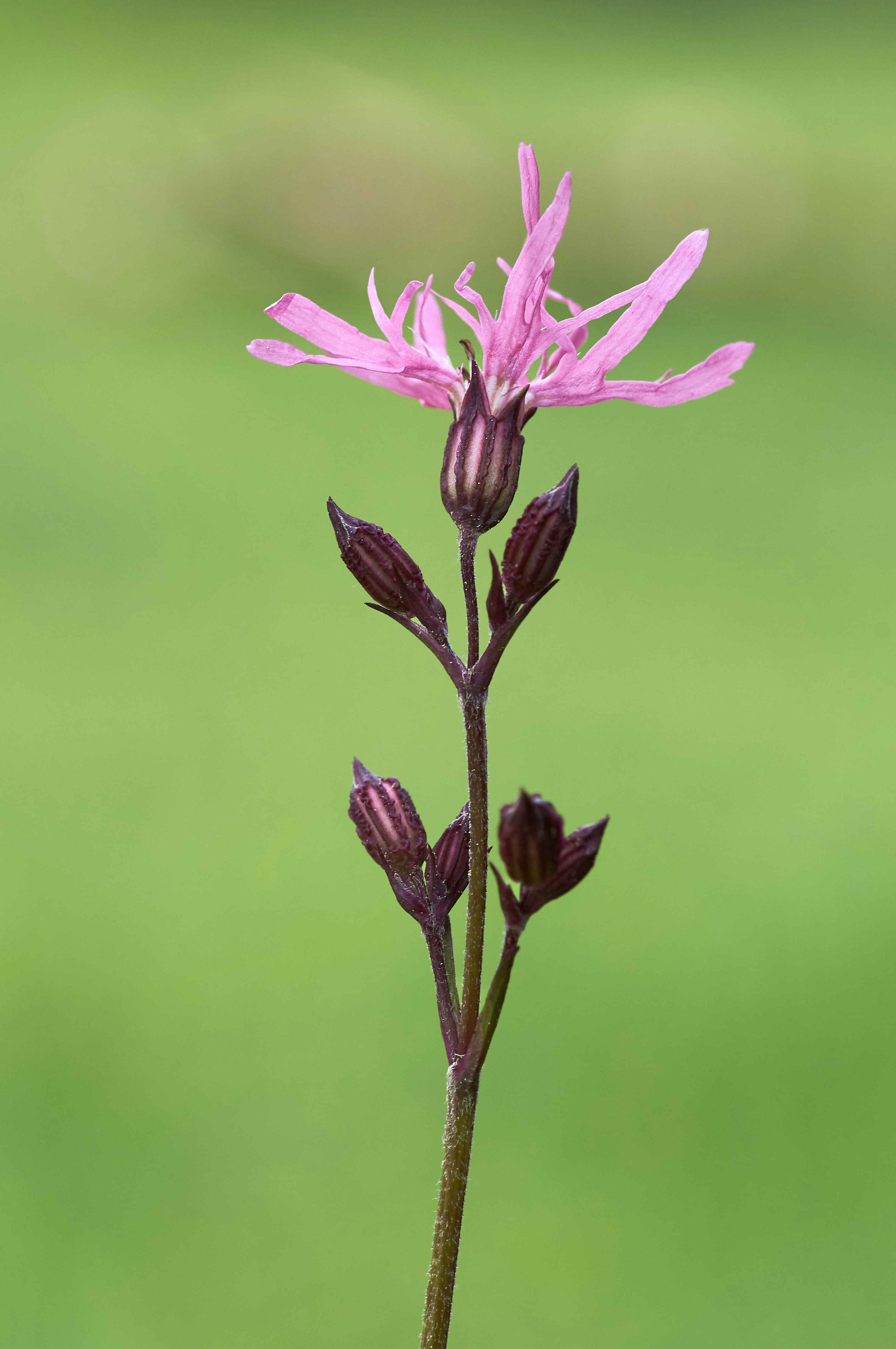 Photo by wolfgang_hasselmann