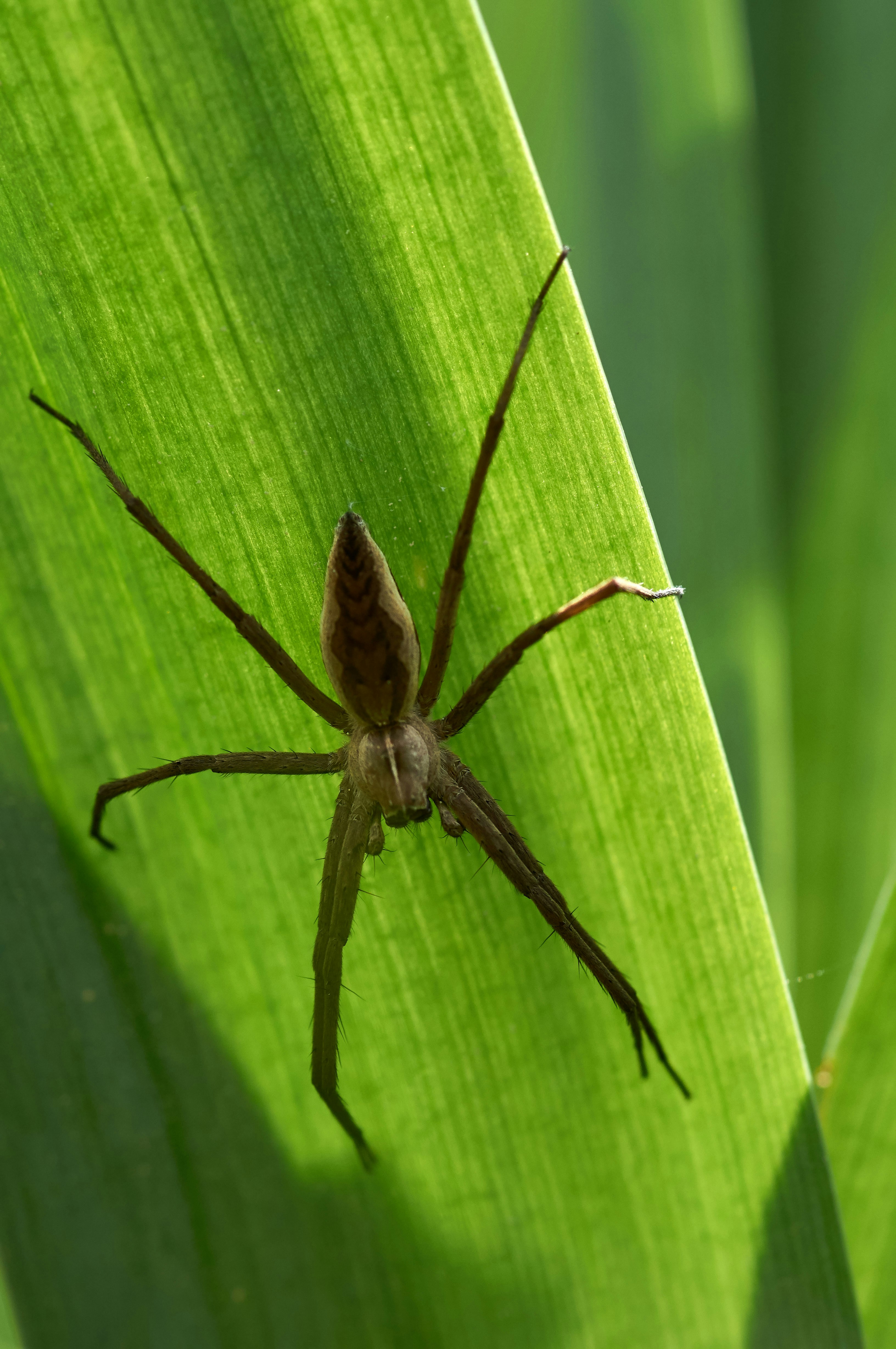 Photo by wolfgang_hasselmann