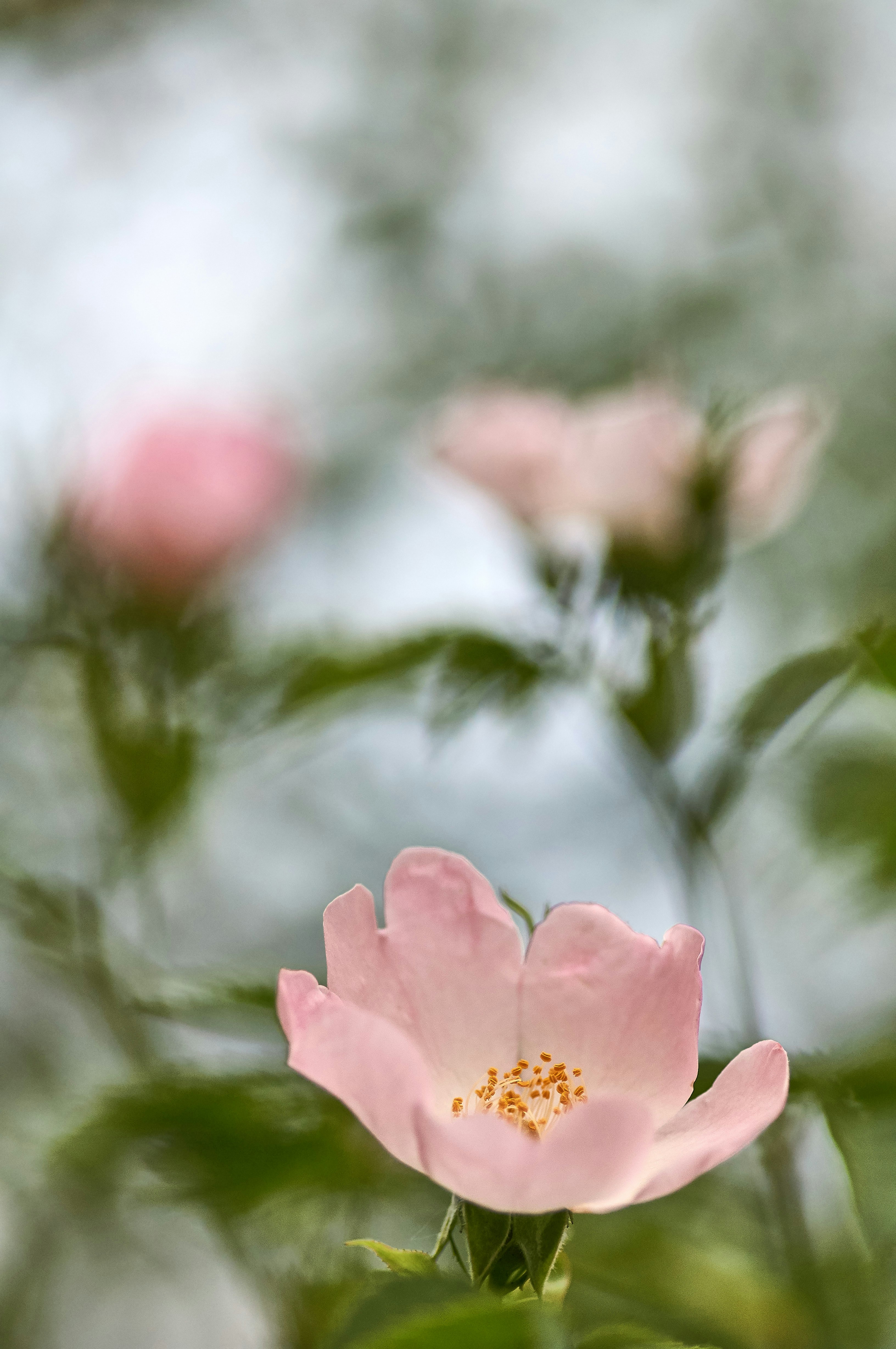 Photo by wolfgang_hasselmann