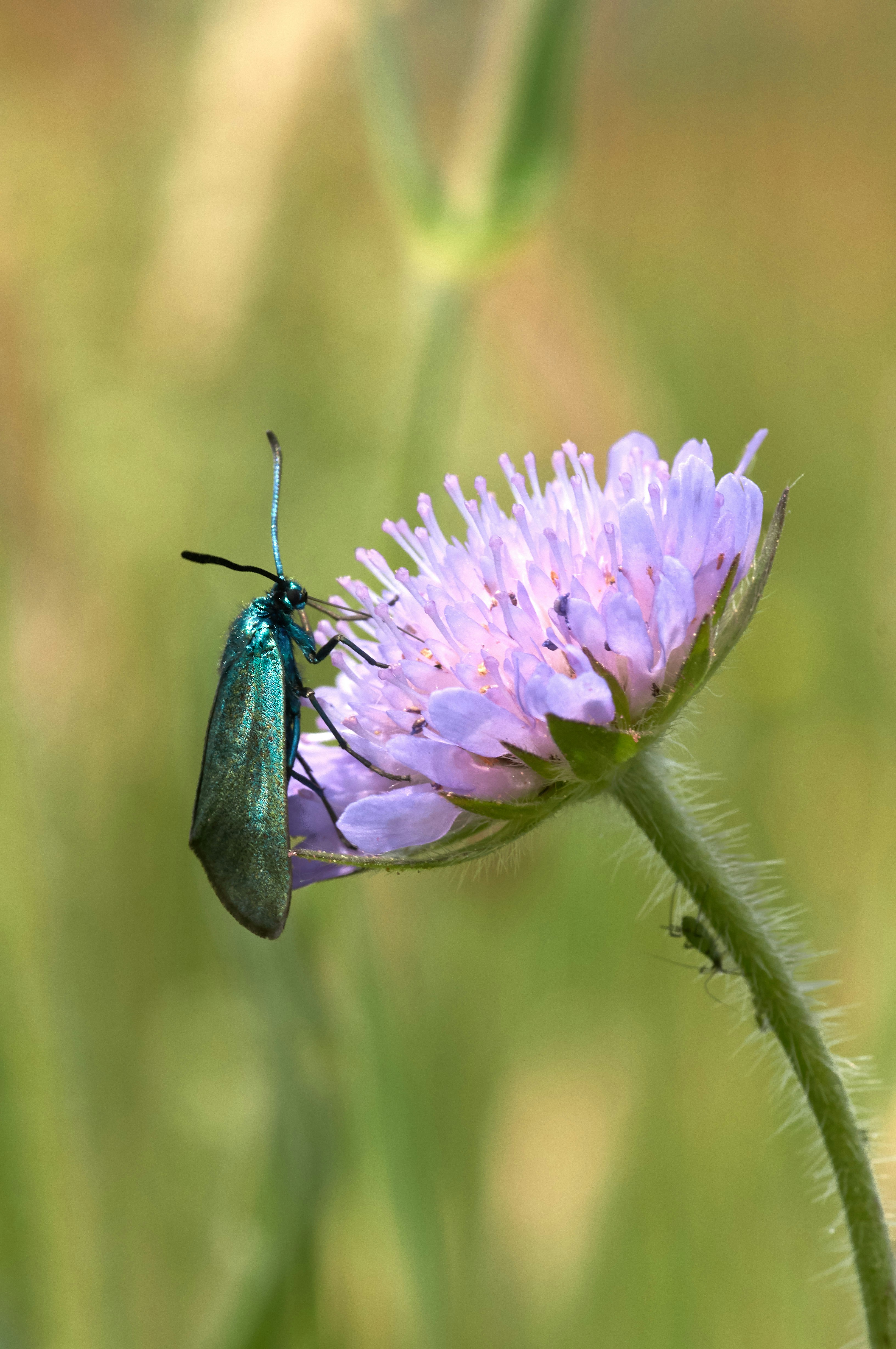 Photo by wolfgang_hasselmann