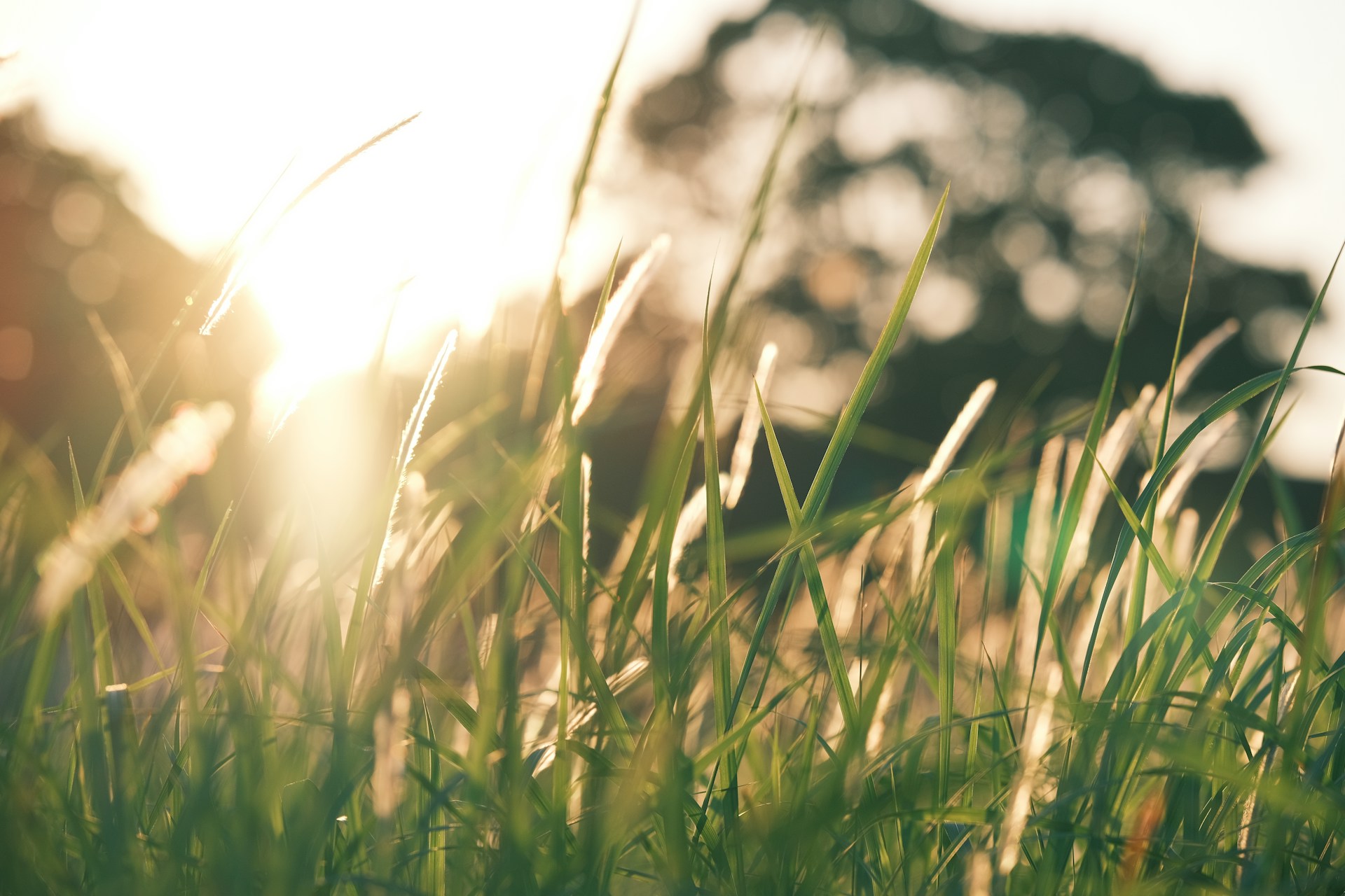The sun shines brightly through the tall grass