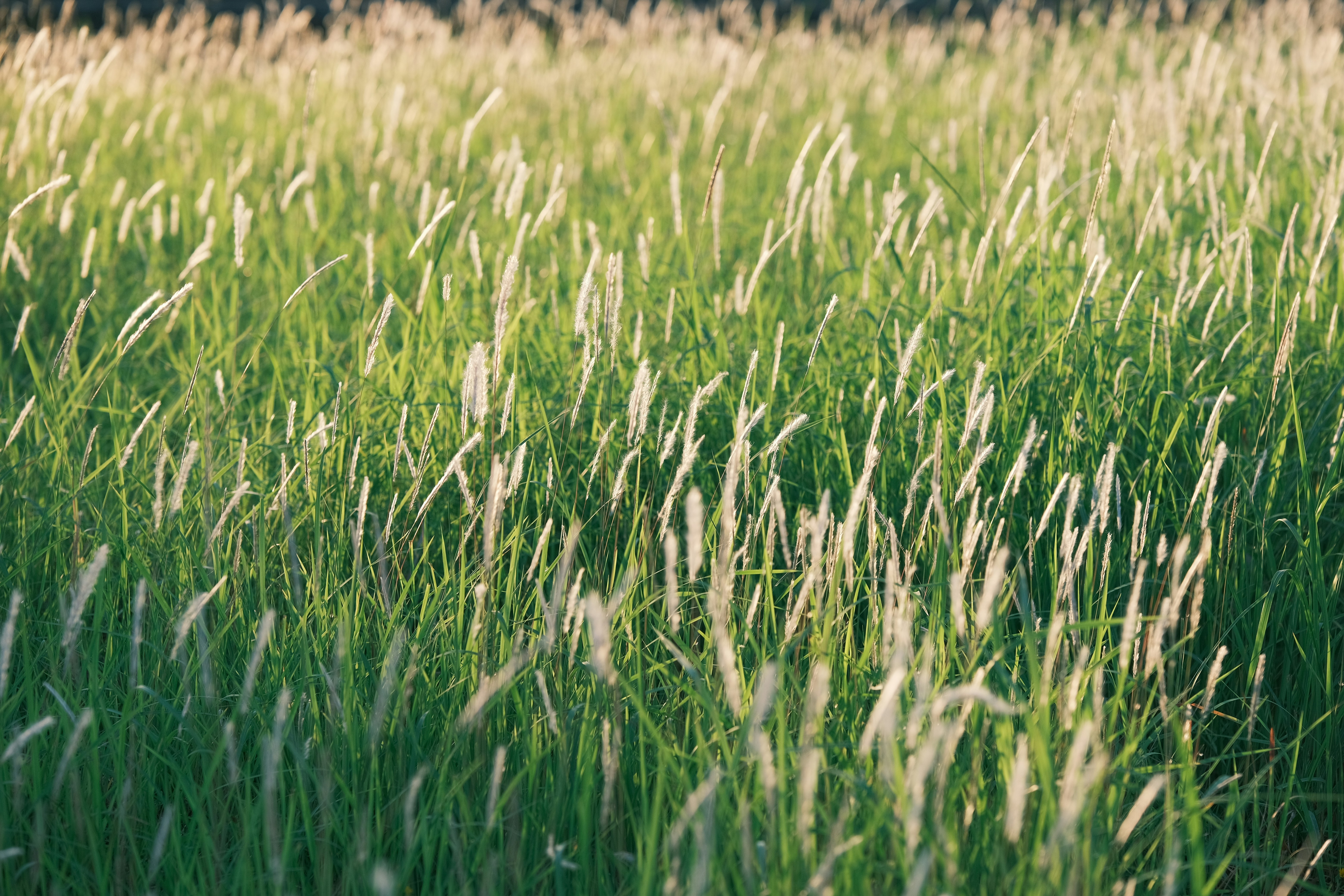 Photo by tutrananh109