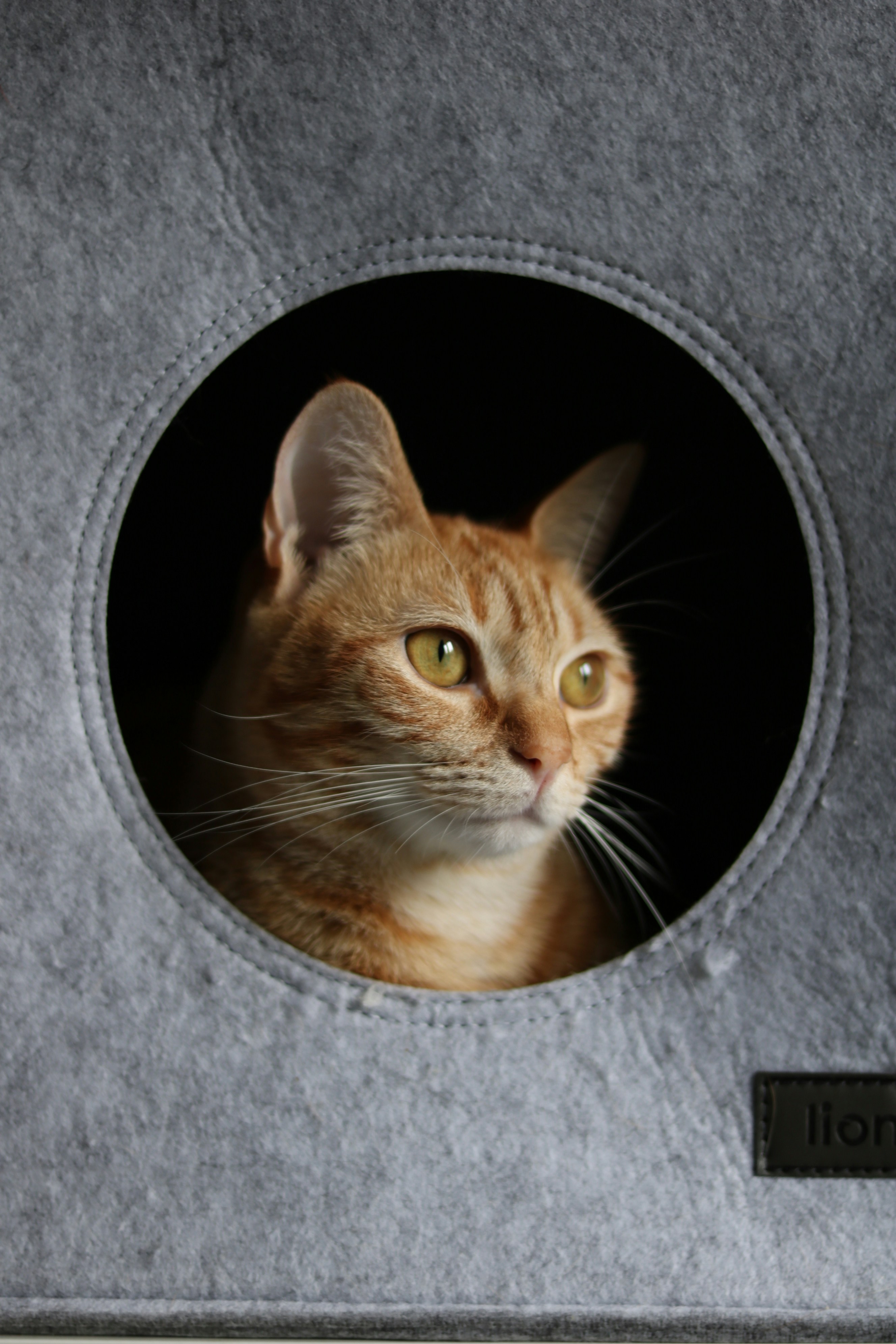 Un gatto seduto all'interno di una cuccia grigia