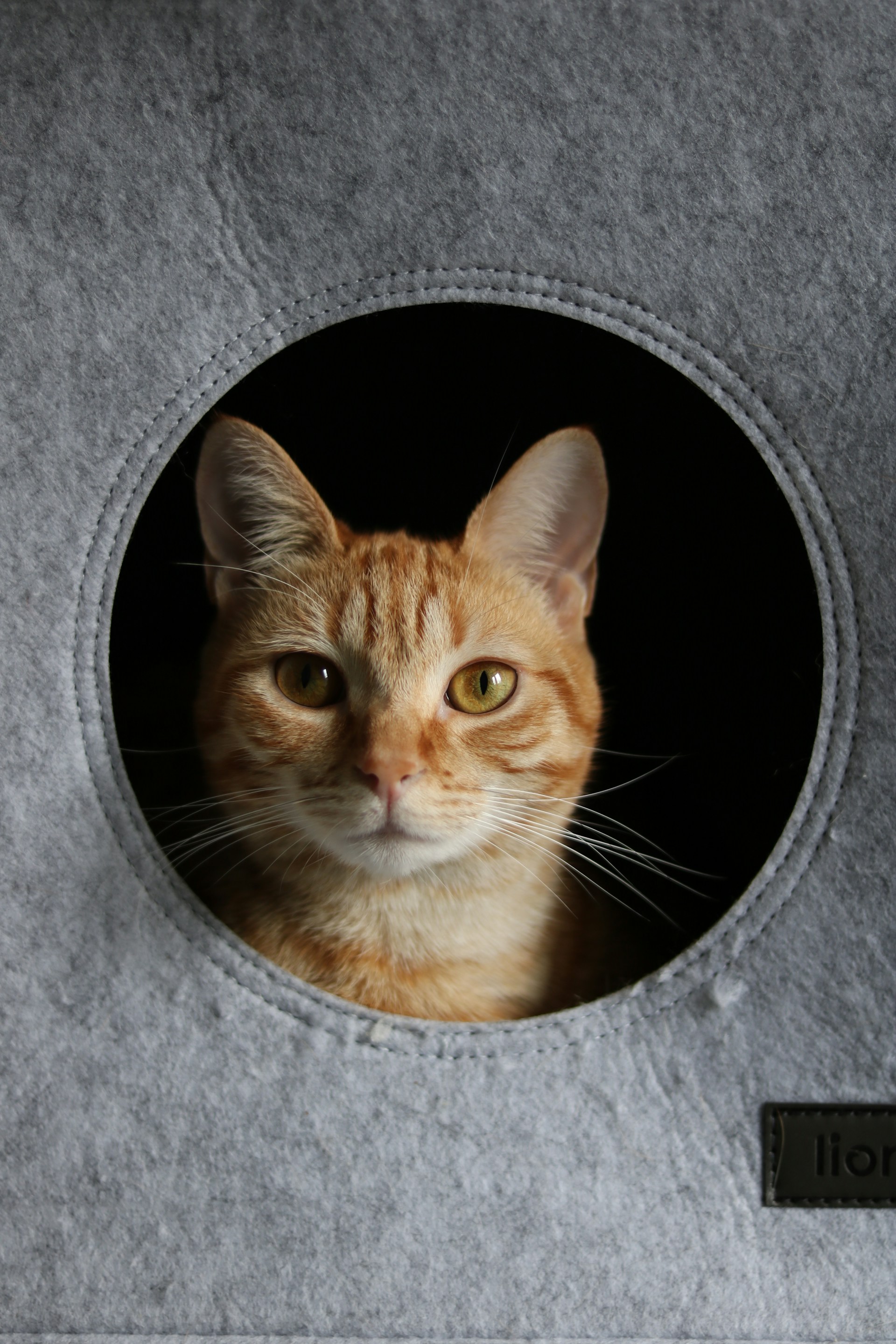 A cat sitting inside of a grey cat house