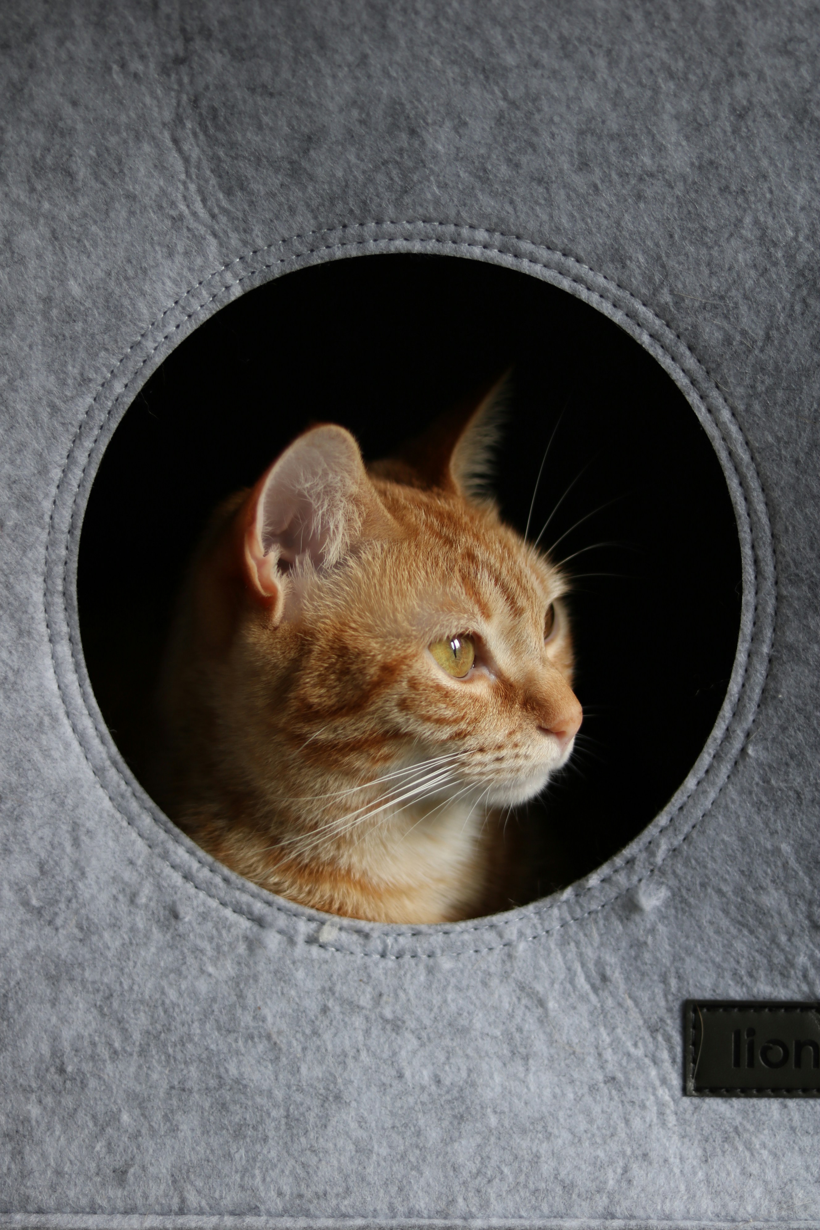 Dwwdw's Cats Store Portfolio Hero Image