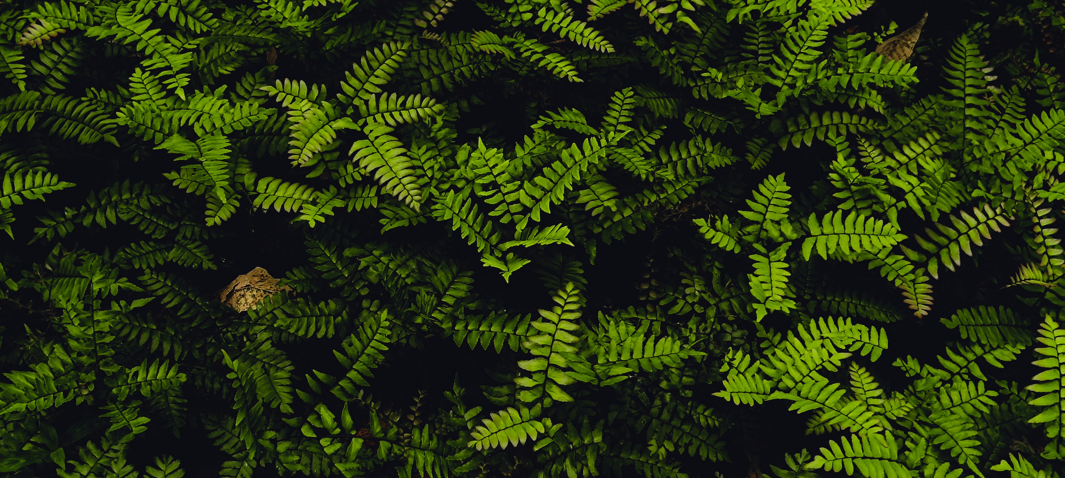 forest wallpaper aesthetic, wallpaper, Crafts for Adults: Fun Activities While Camping 6