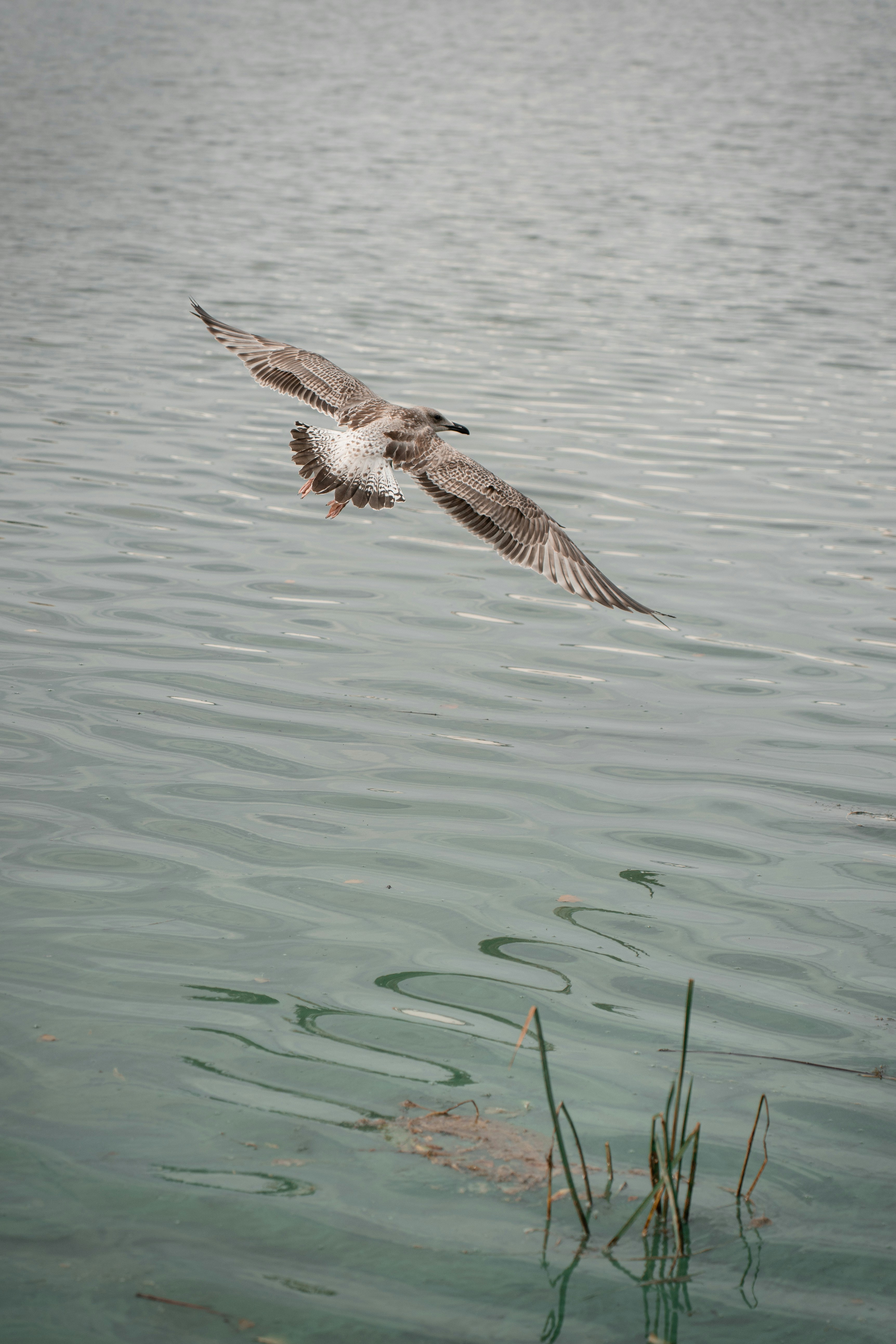 A seagull flying over a body of water