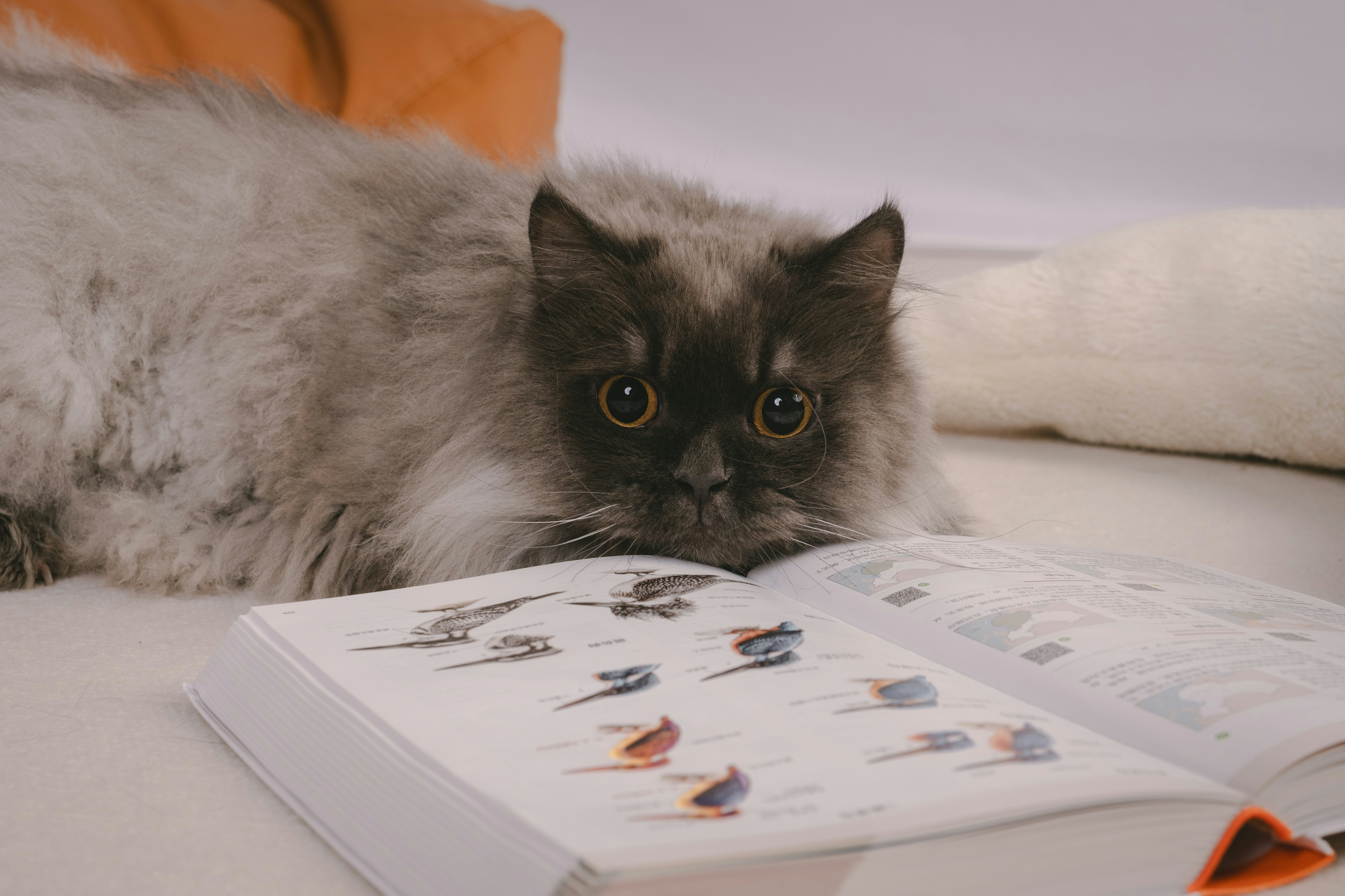 A cat laying on top of a bed next to an open book