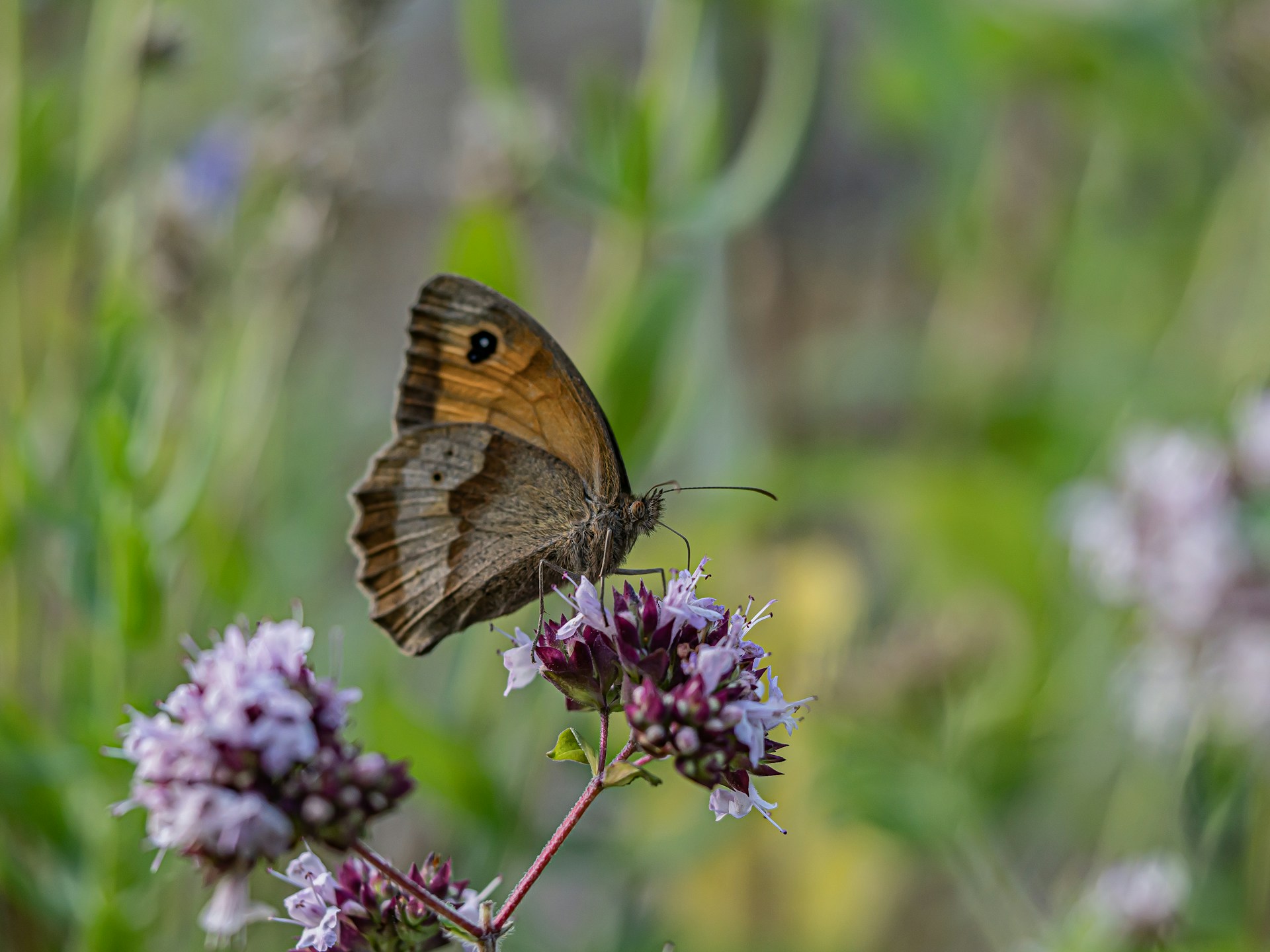 A brown butterfly sitting on top of a purple flower