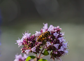 A close up of a flower with a bug on it