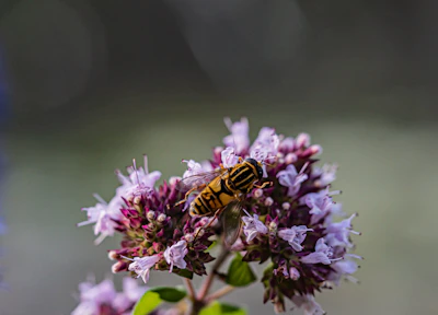 A close up of a flower with a bug on it
