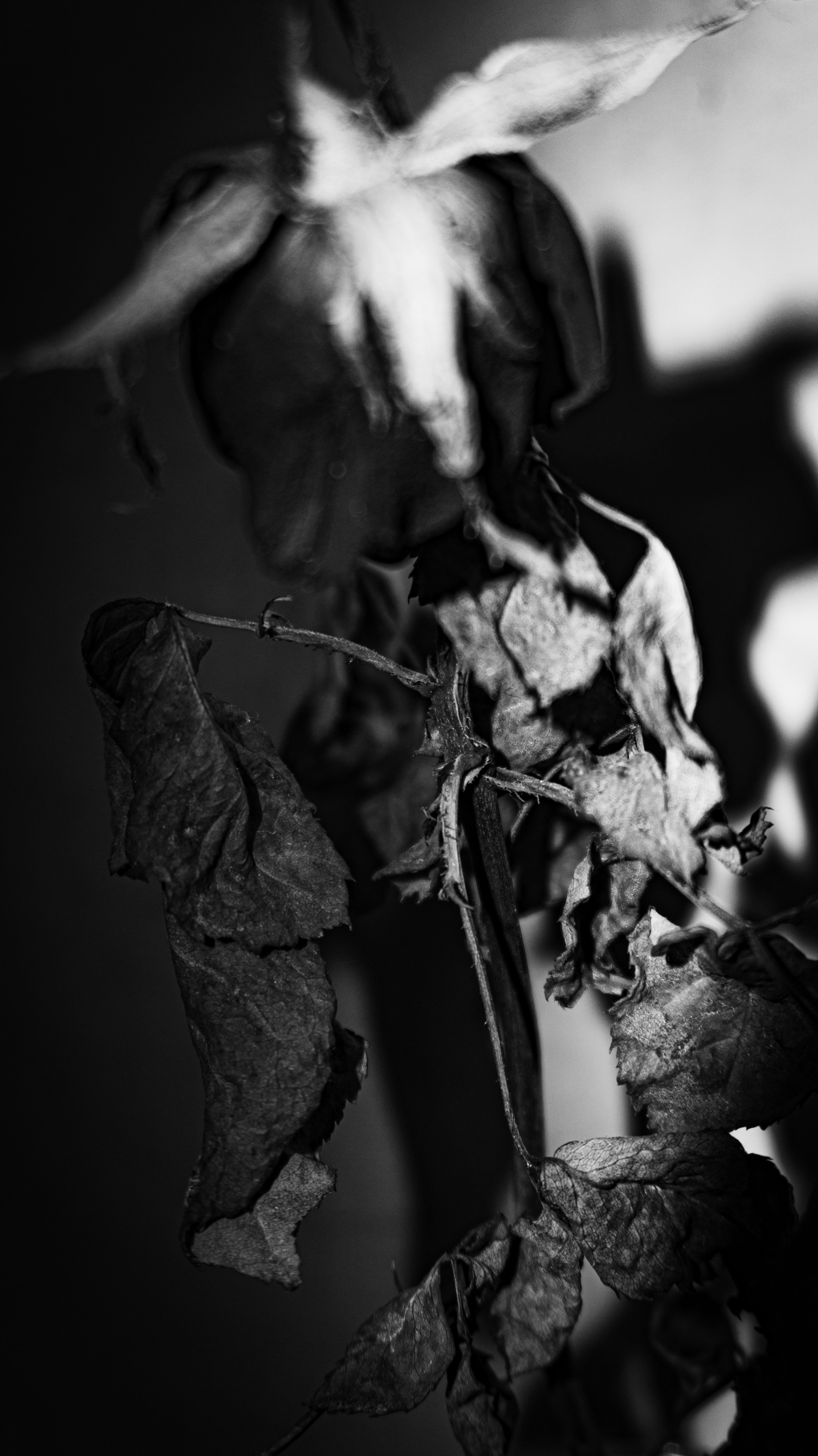 Photo by aletraekaye