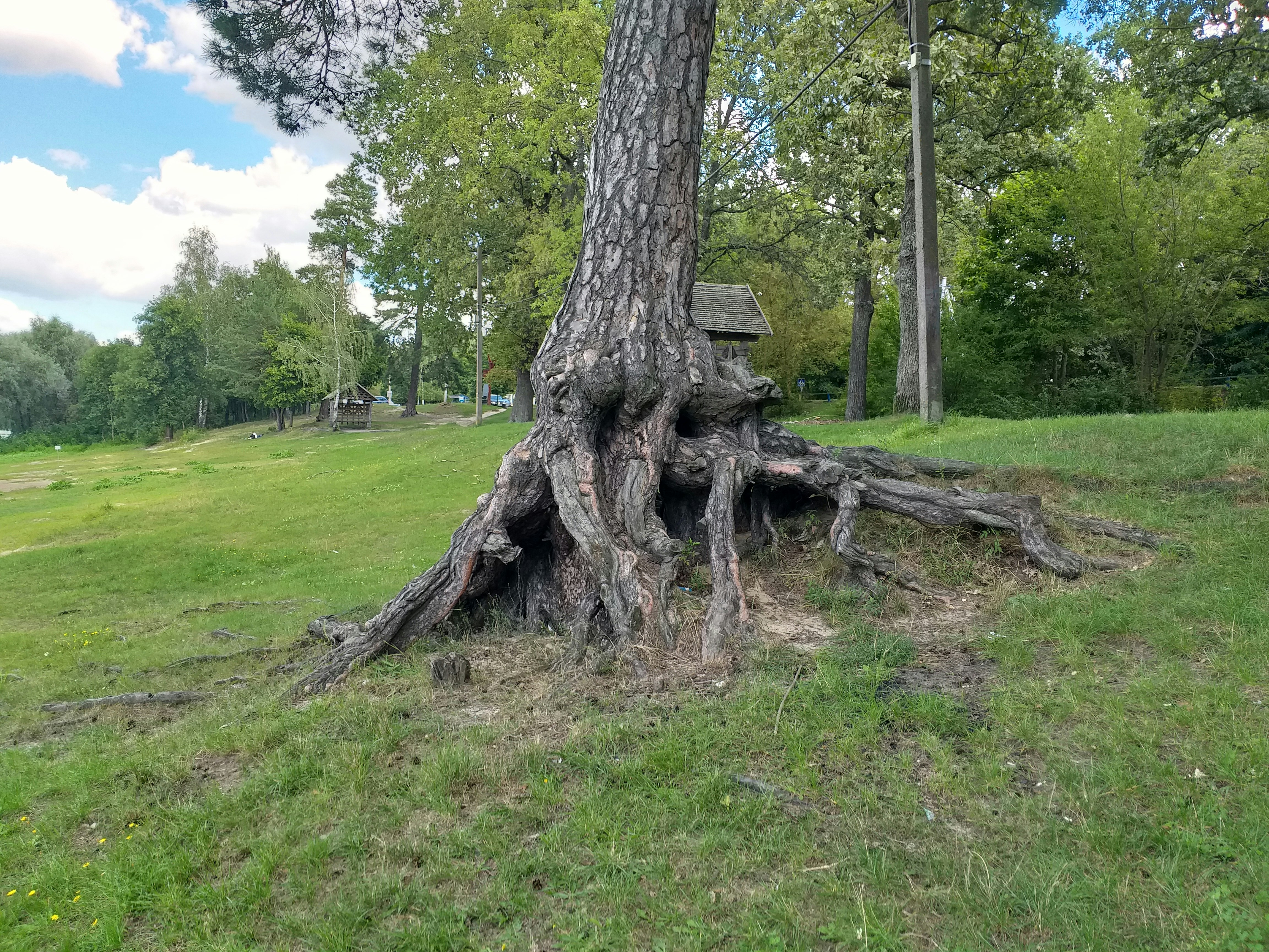 A tree stump with a bench in the middle of it