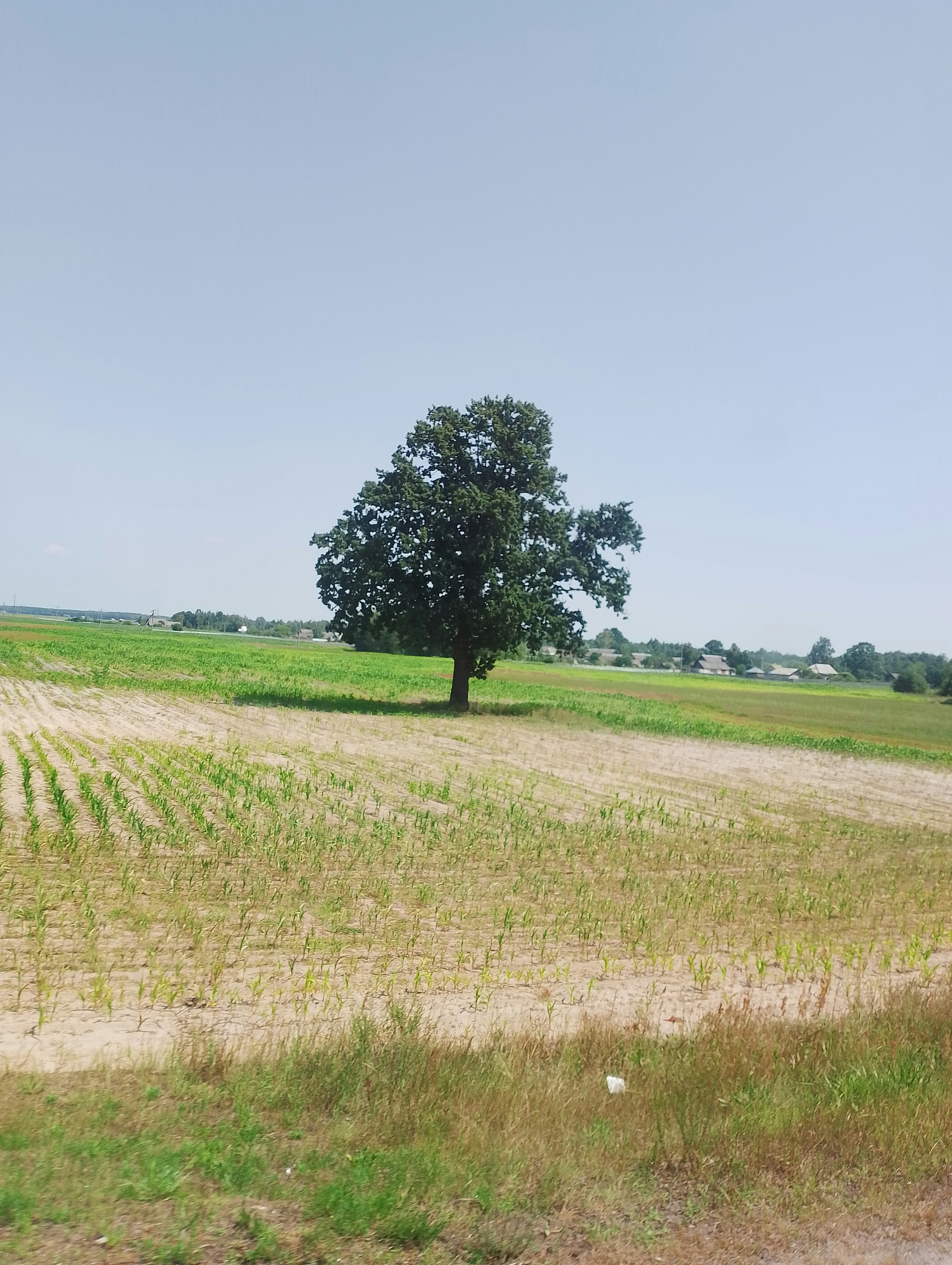 Un champ avec un arbre au milieu
