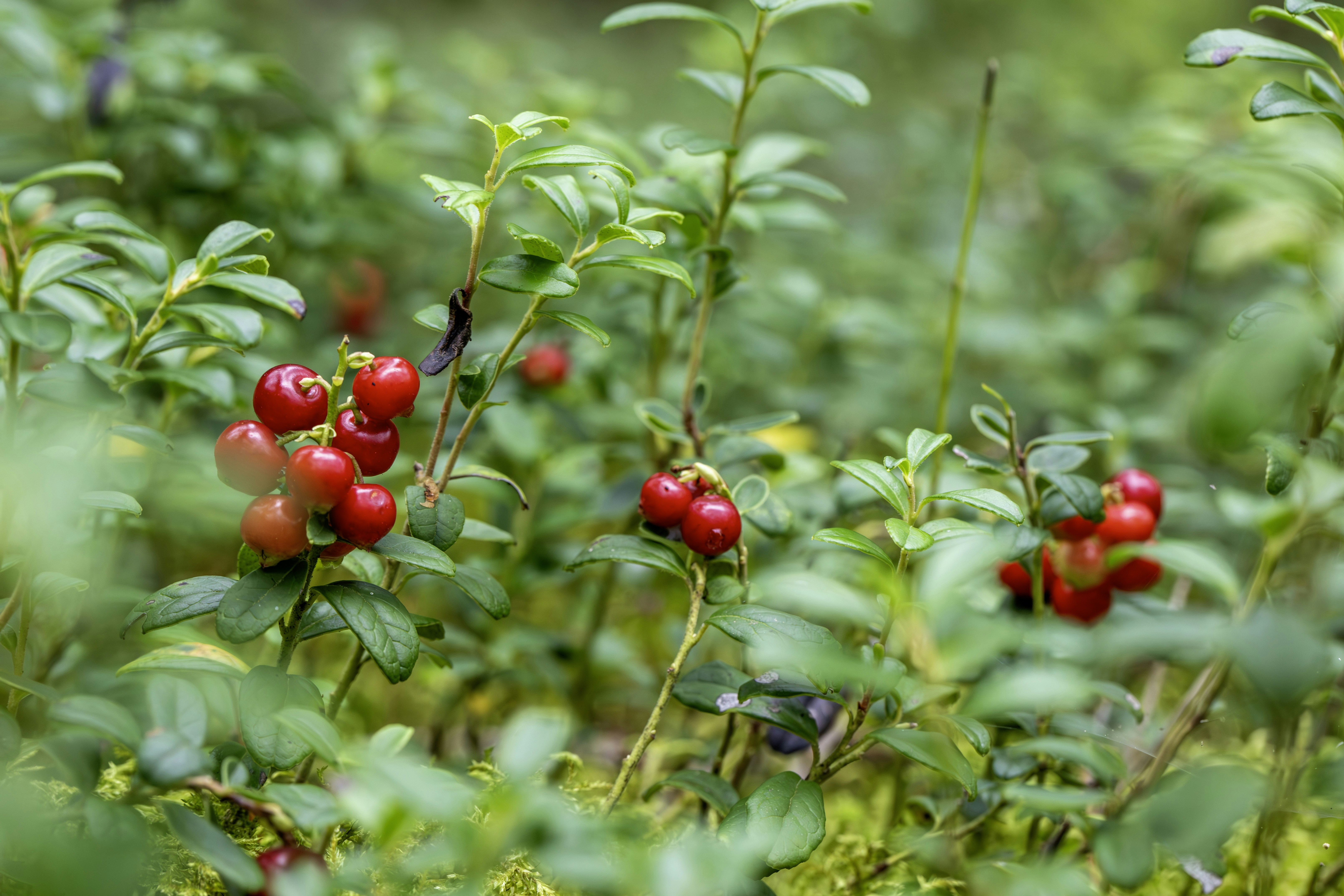 Photo by erik_karits