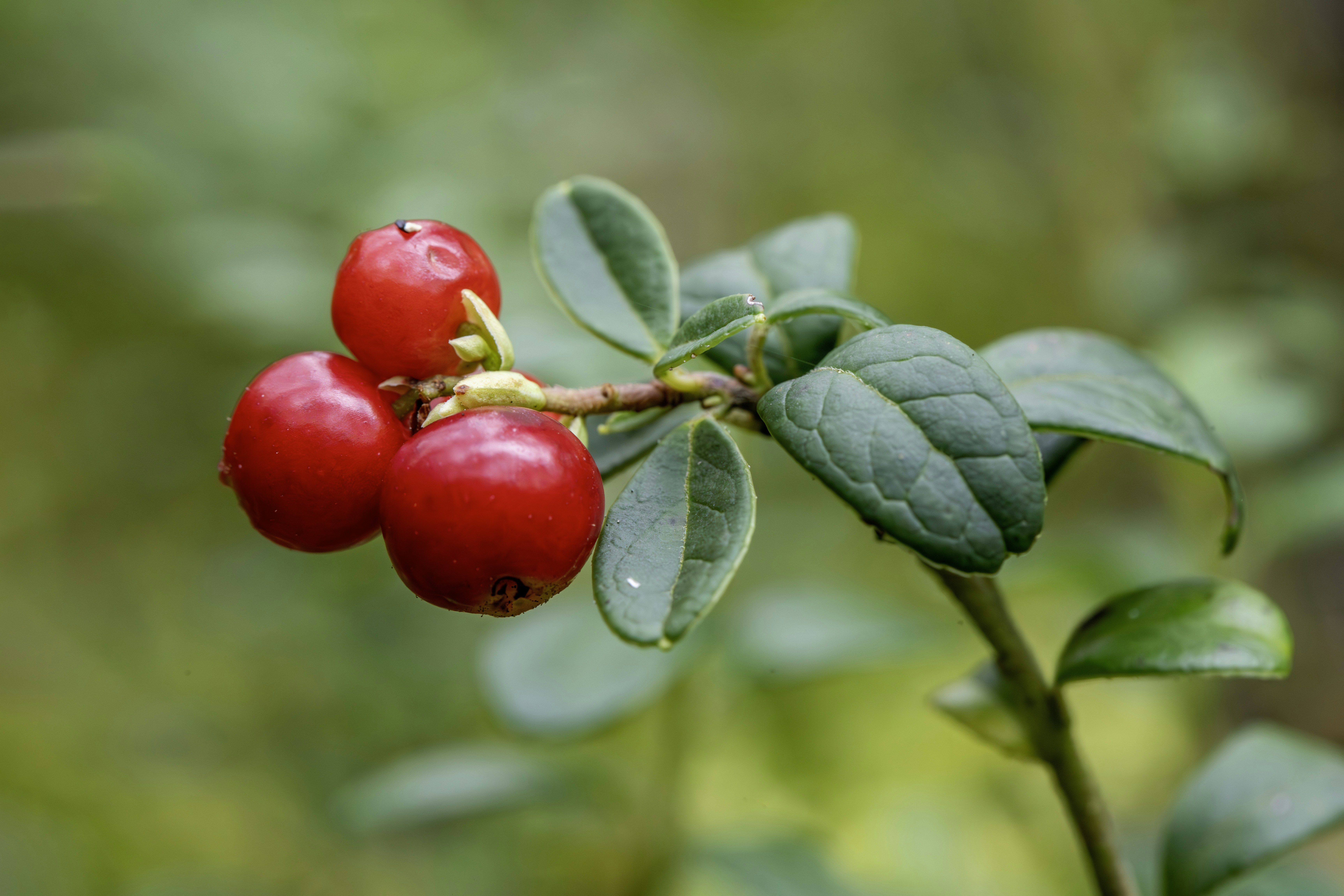 Schisandra Berry: The Liver-Protecting Adaptogen Most People Take Wrong