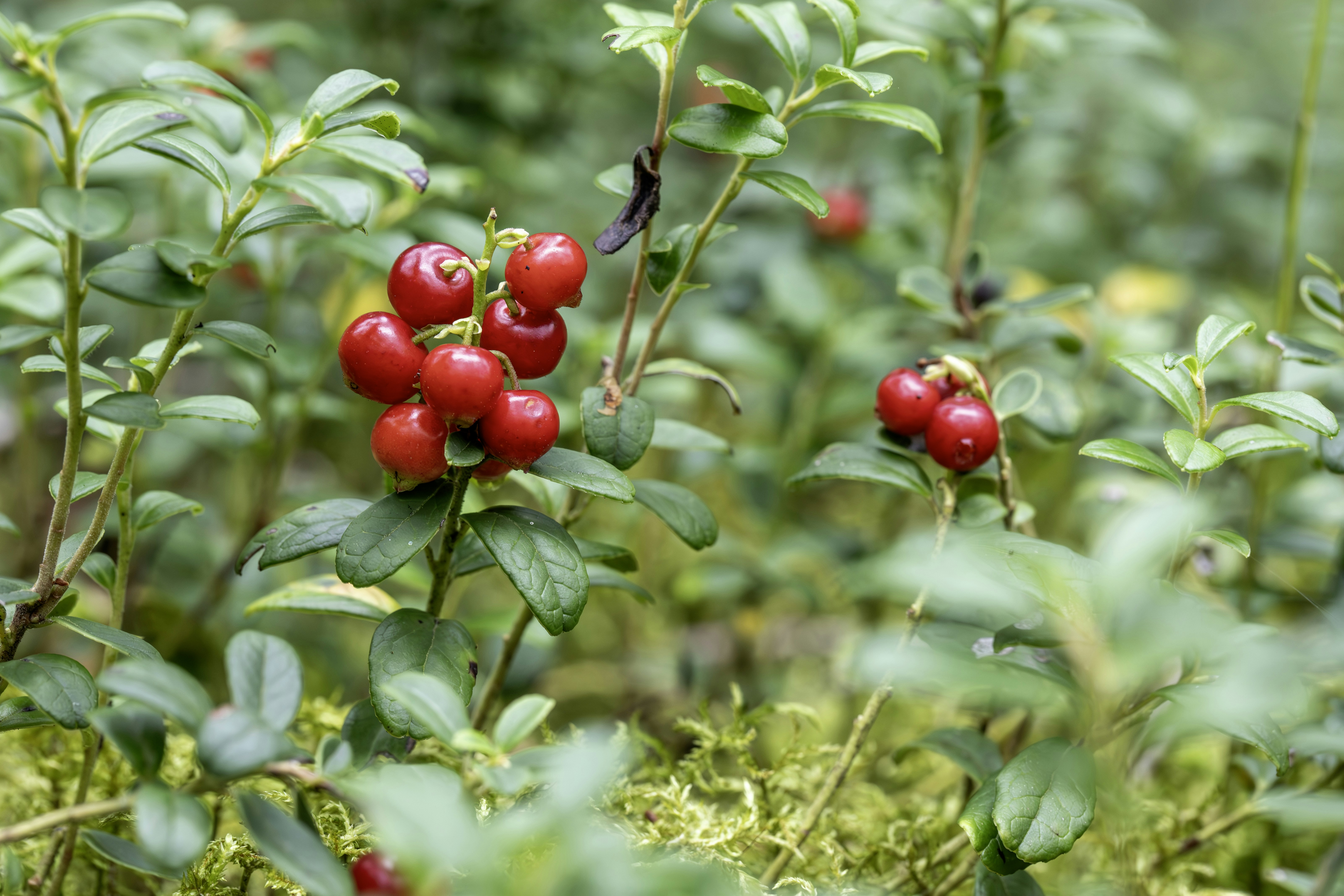 Photo by erik_karits