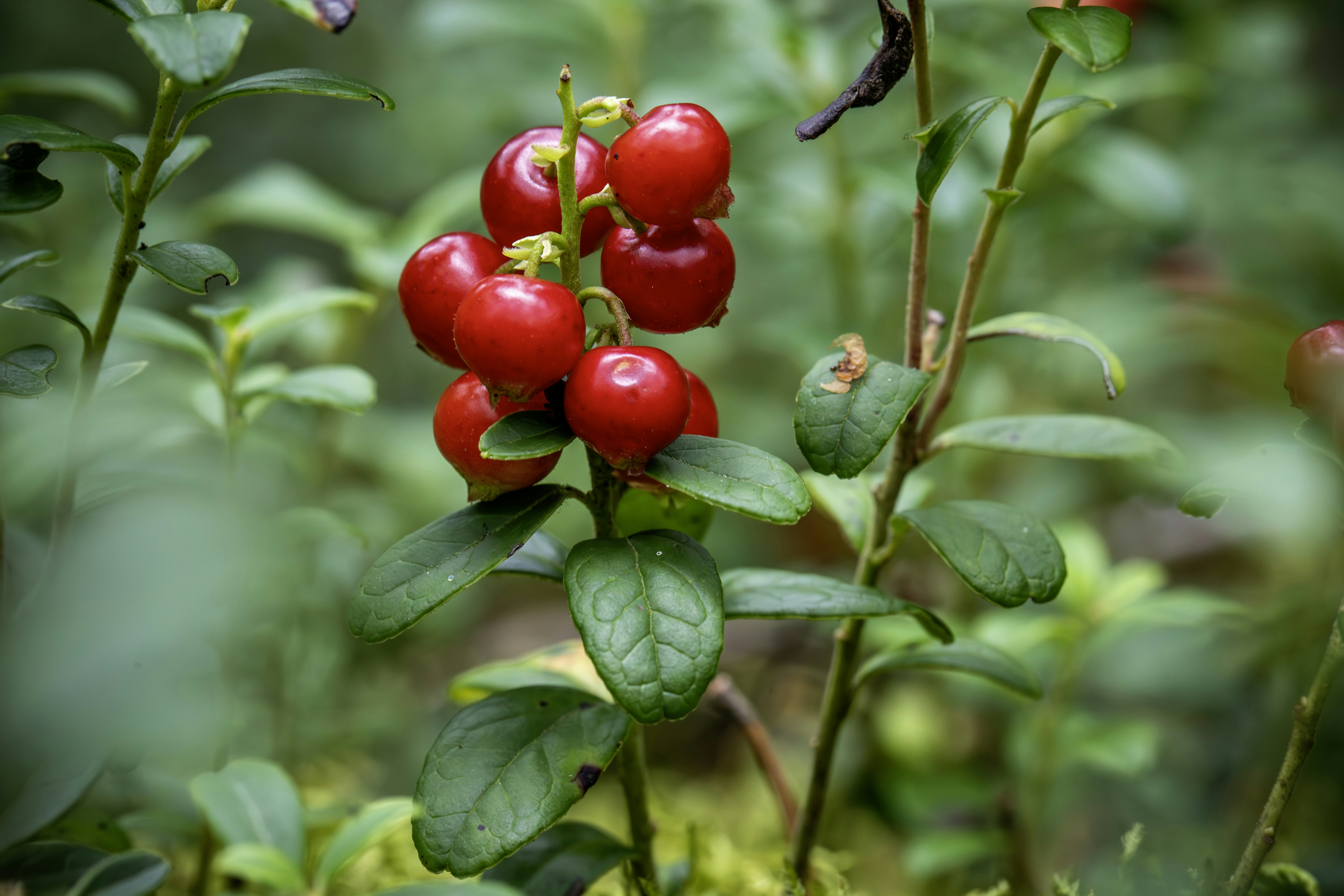 Photo by erik_karits