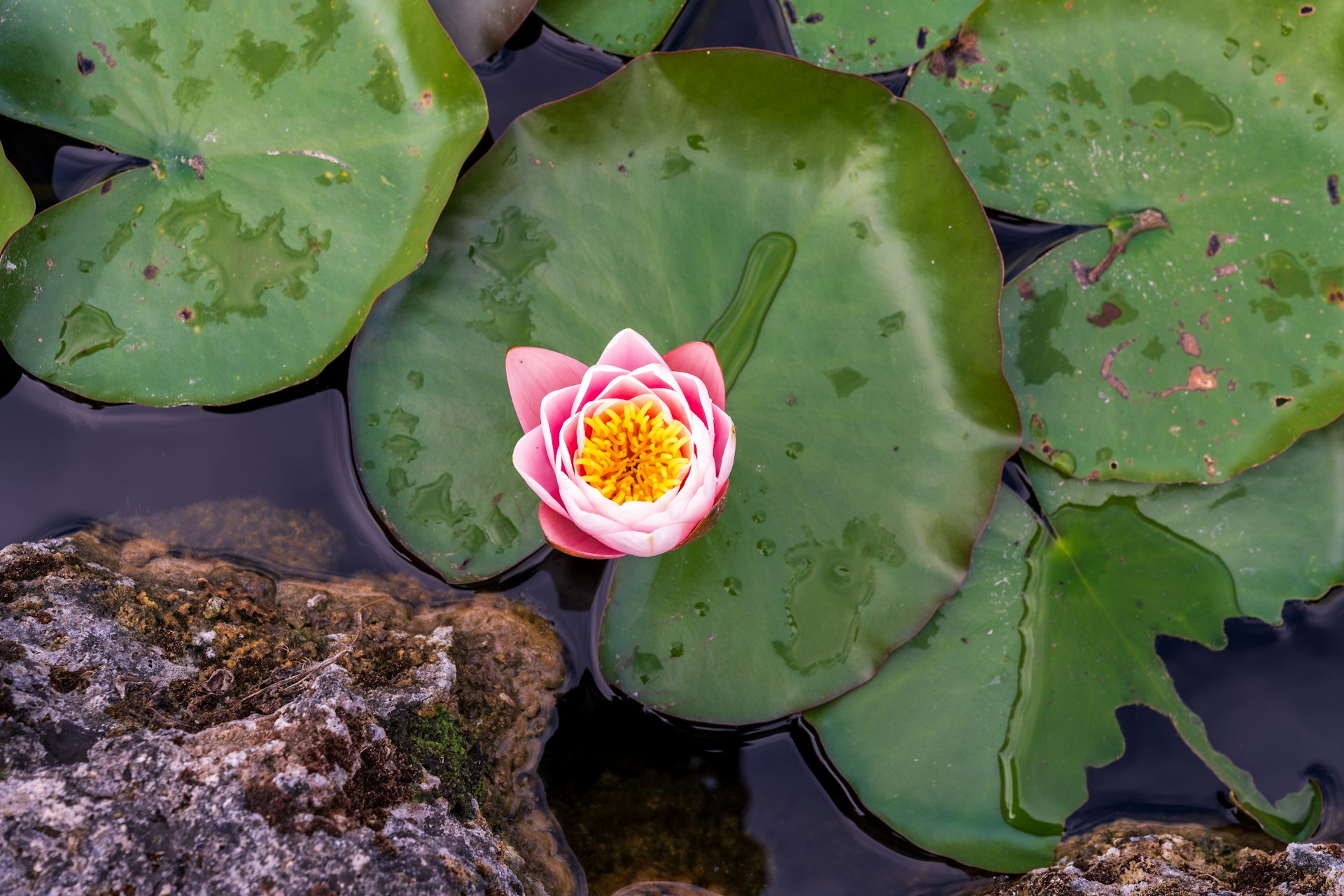 A small pink flower sitting on top of a green leafy plant