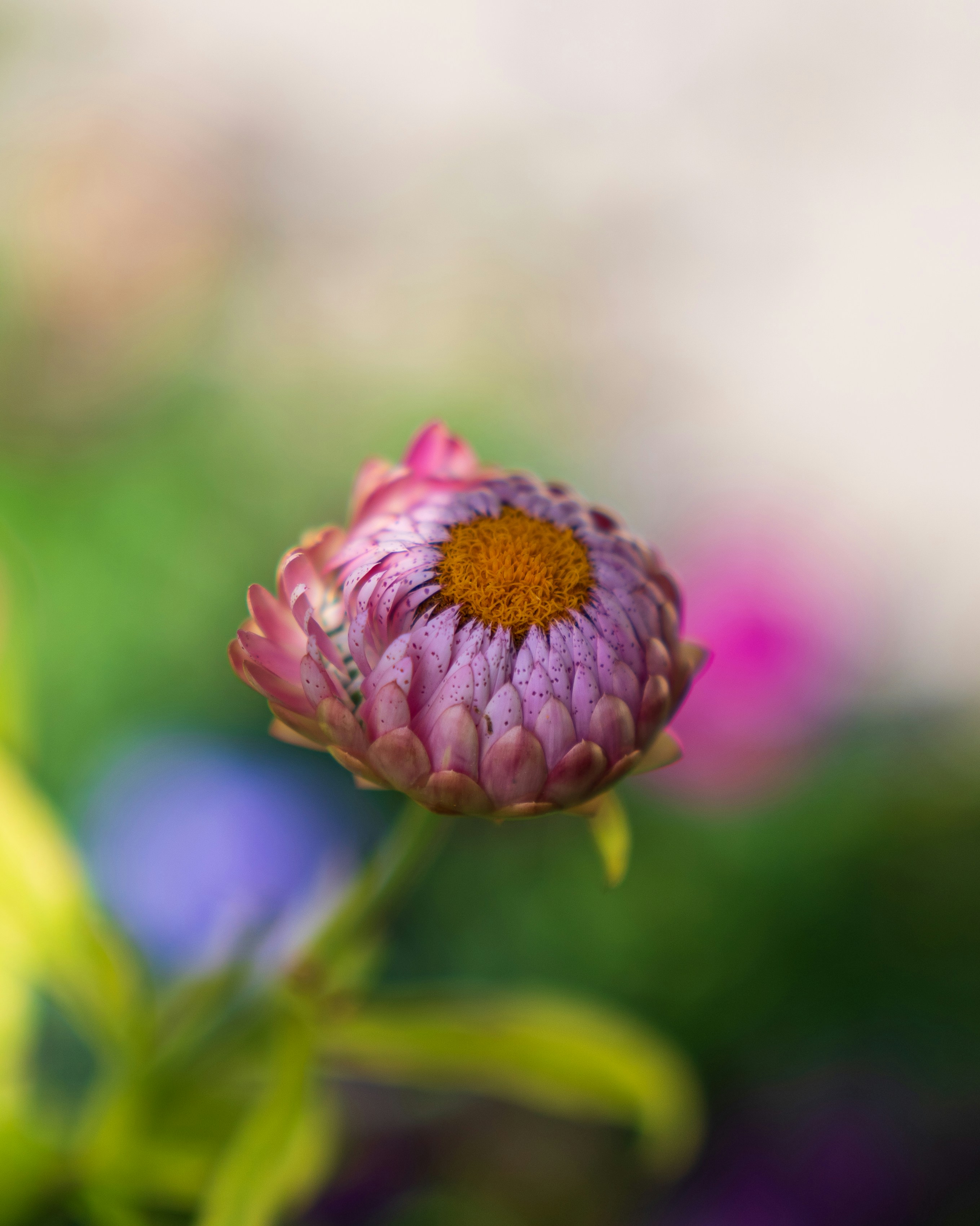 Eine lila Blume mit gelbem Zentrum in einem Garten