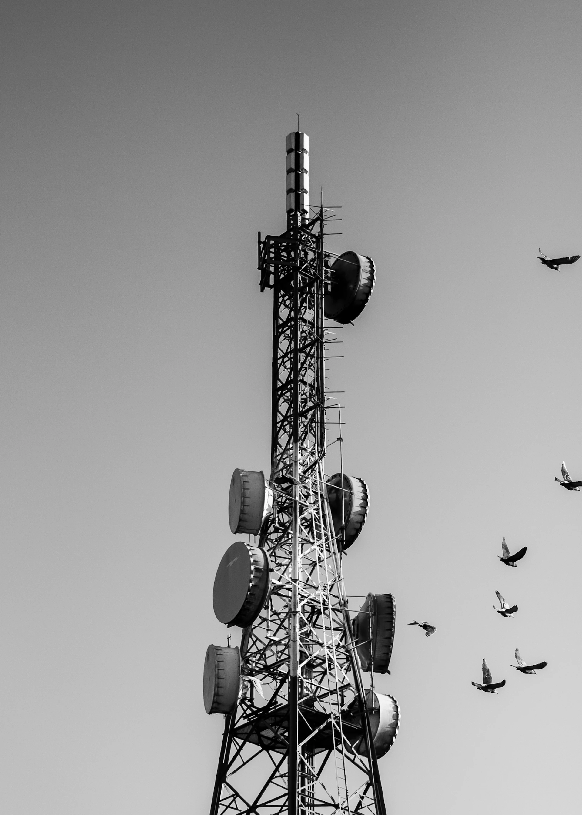 A black and white photo of a tower with birds flying around it