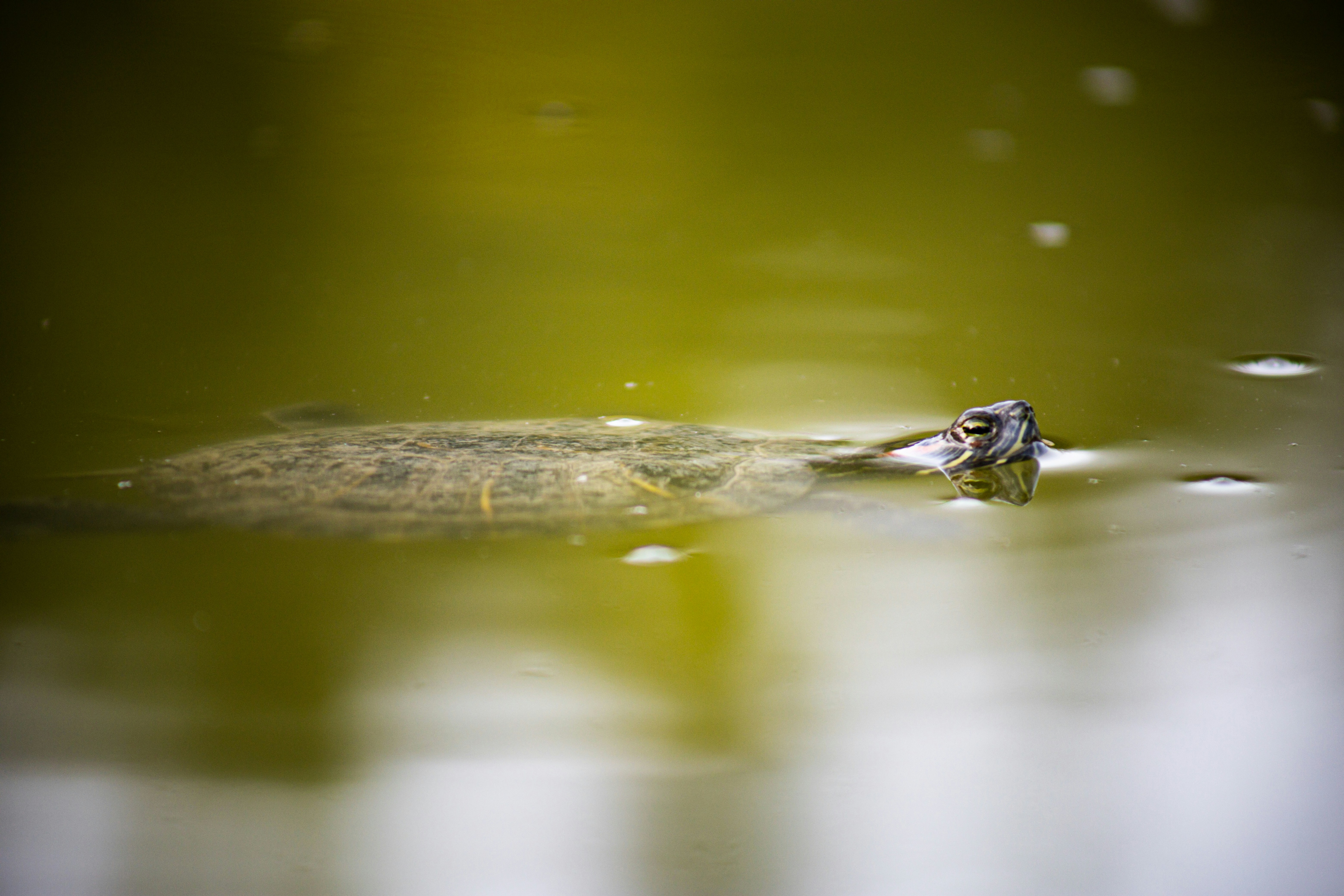 Ein kleiner Alligator, der in einem Gewässer schwimmt