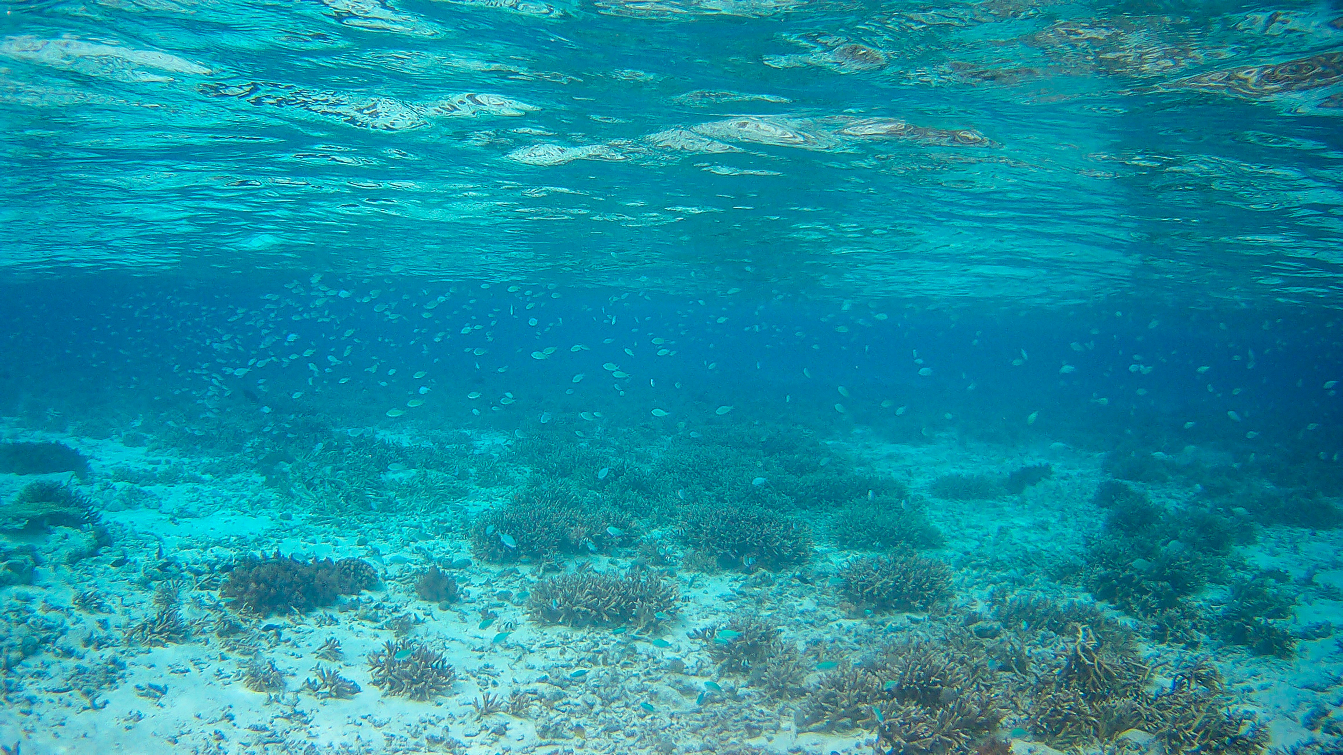 An underwater view of a coral reef in the ocean