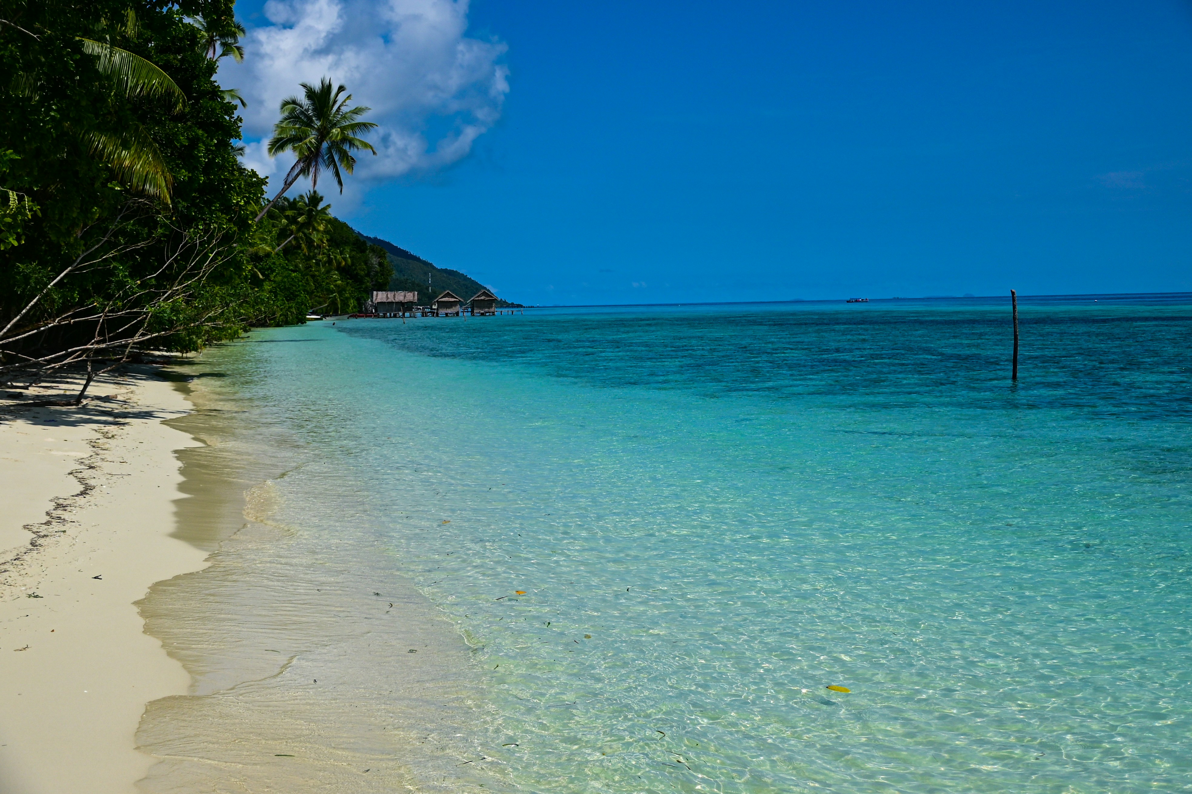 A beach with clear blue water and palm trees, 