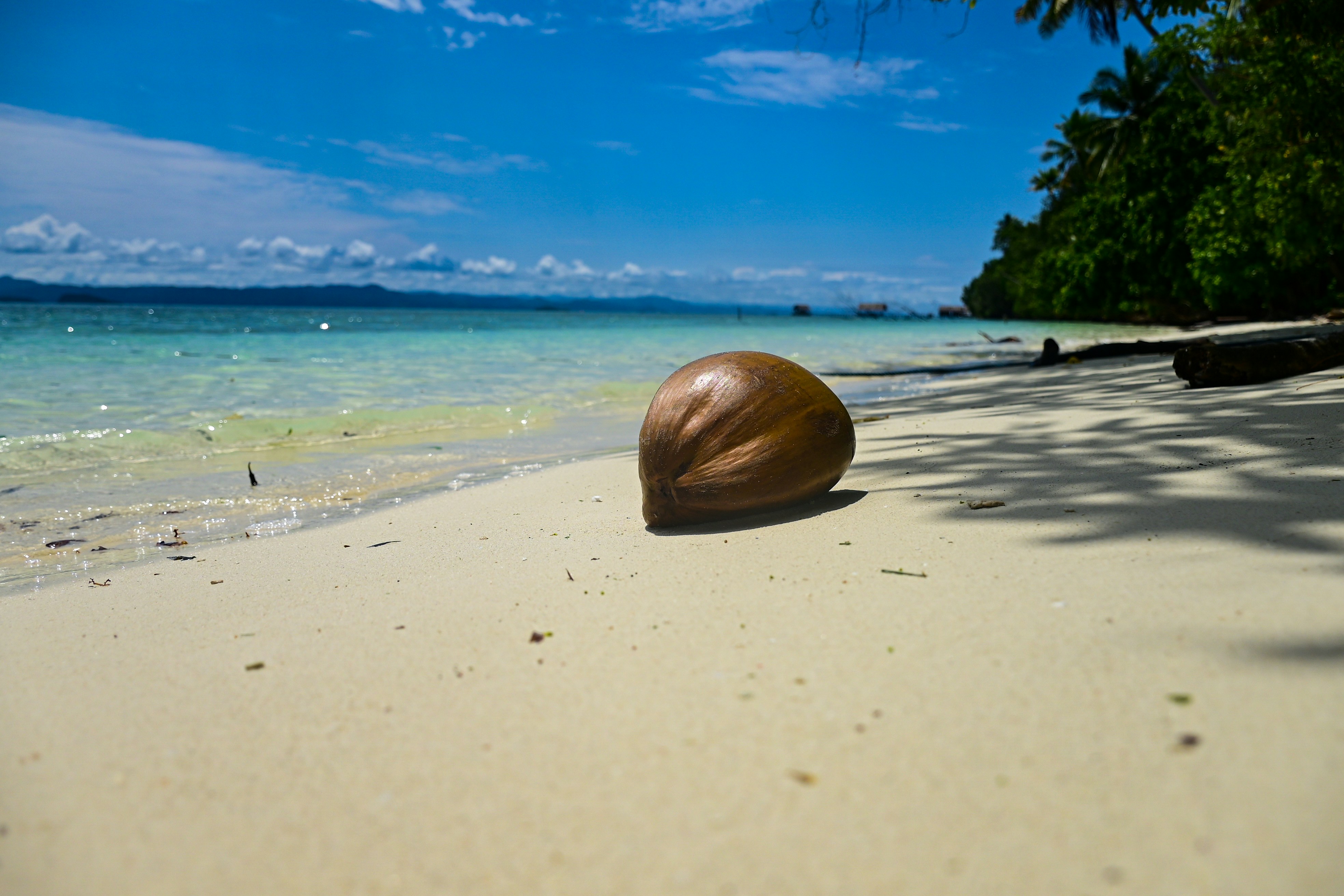 A shell on a beach with a blue sky in the background