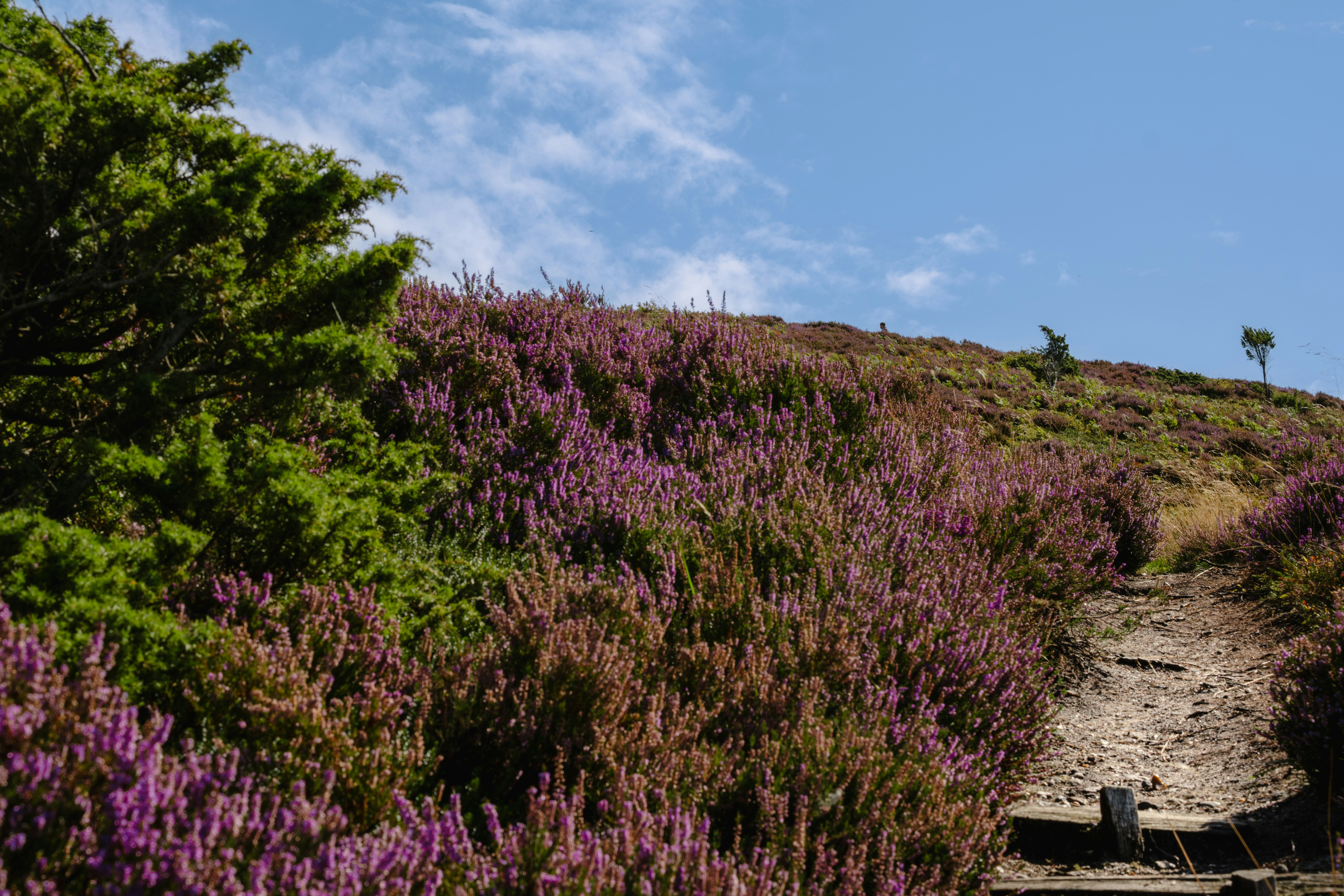 Photo by k_sariwating