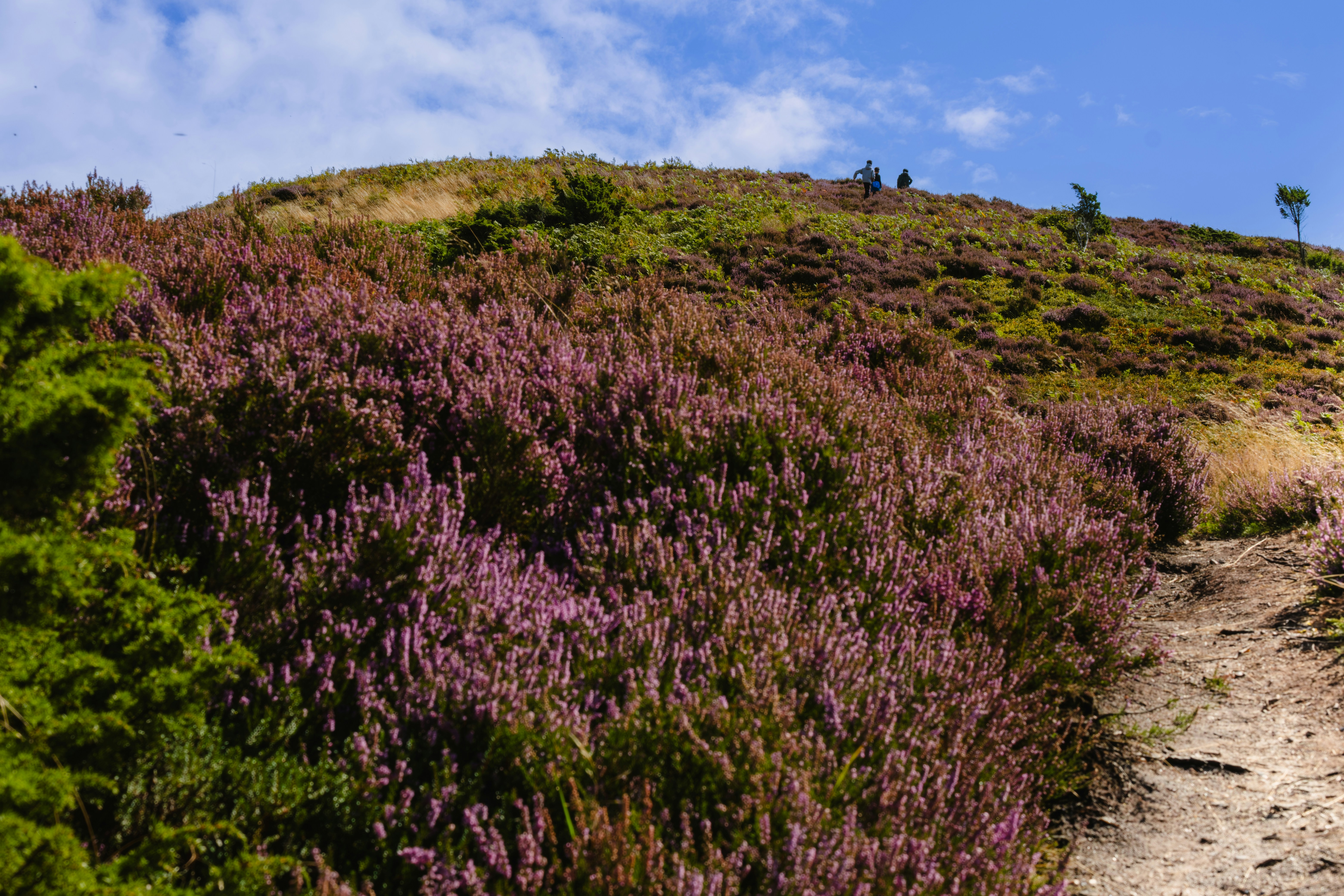 A dirt path going up a hill covered in purple flowers