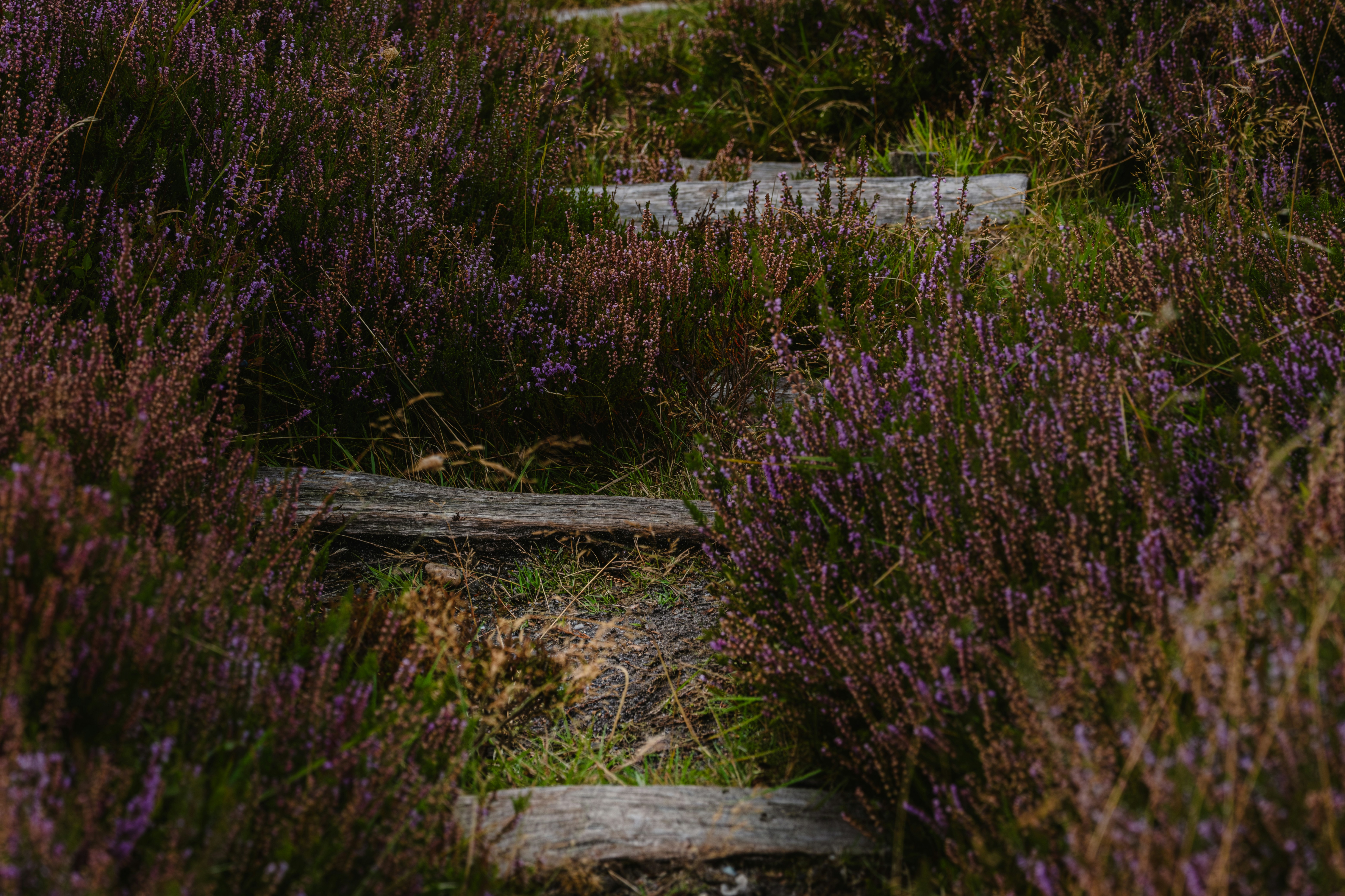 A stone path in a field of purple flowers