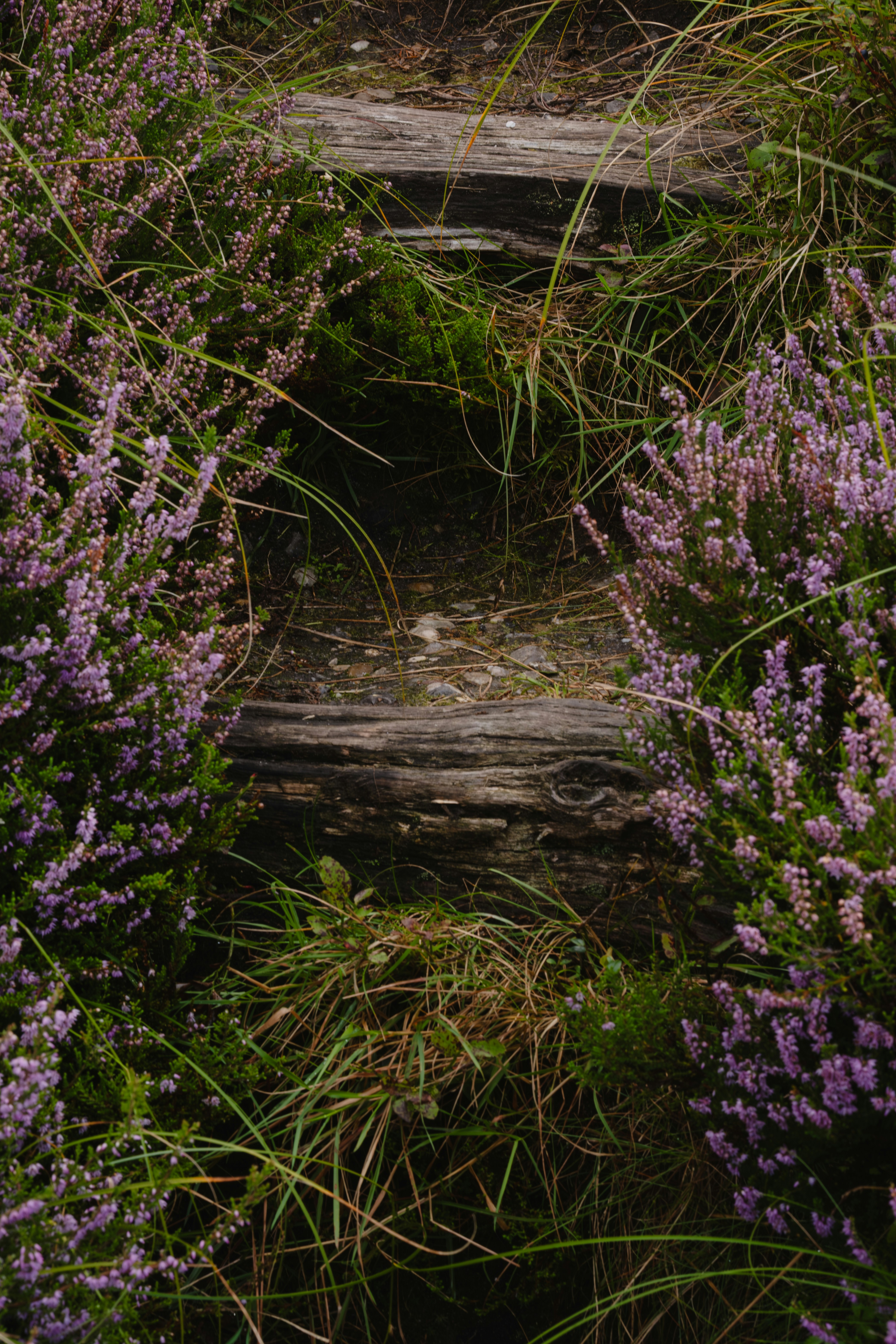 A wooden bench surrounded by purple flowers