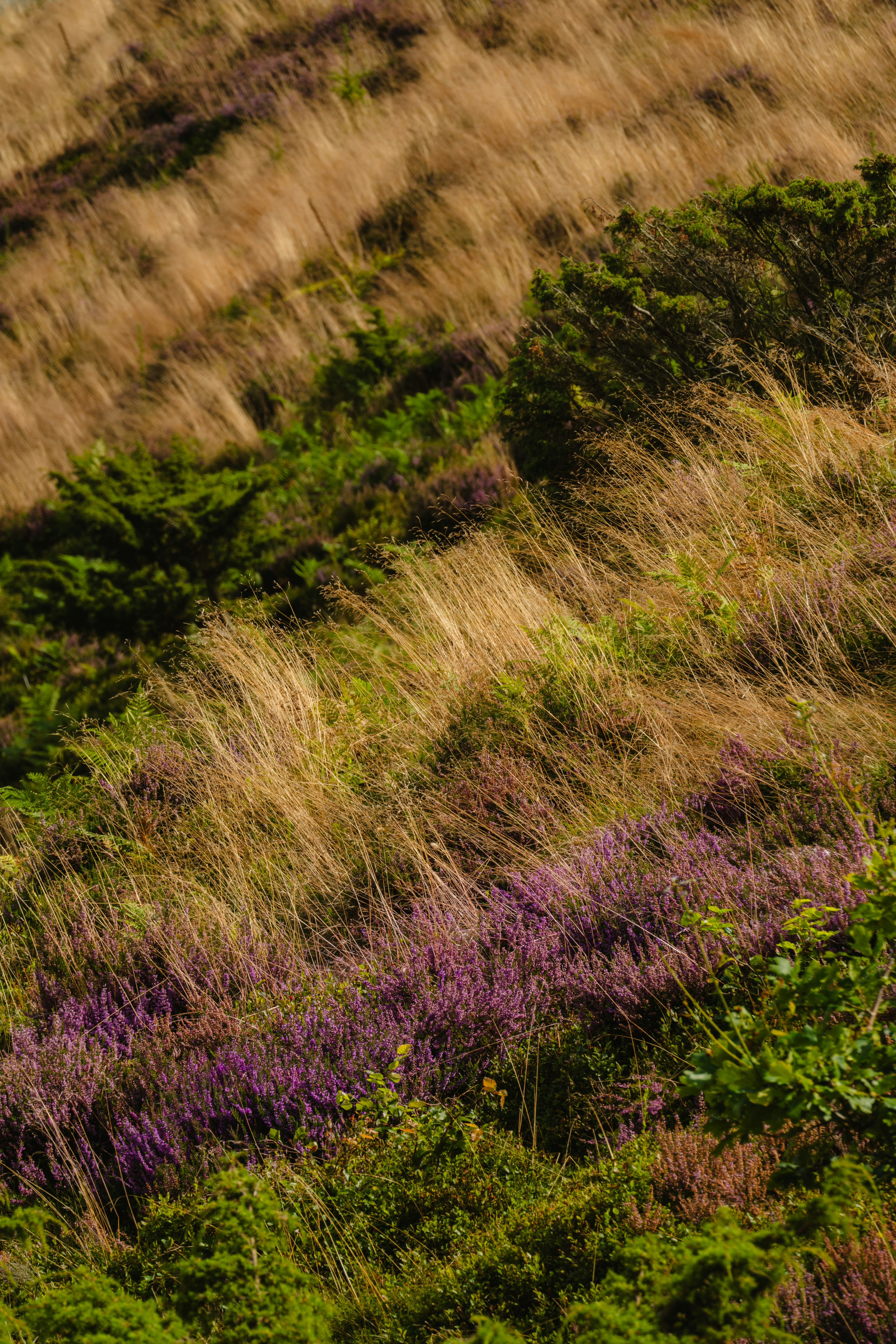 A sheep standing on top of a lush green hillside