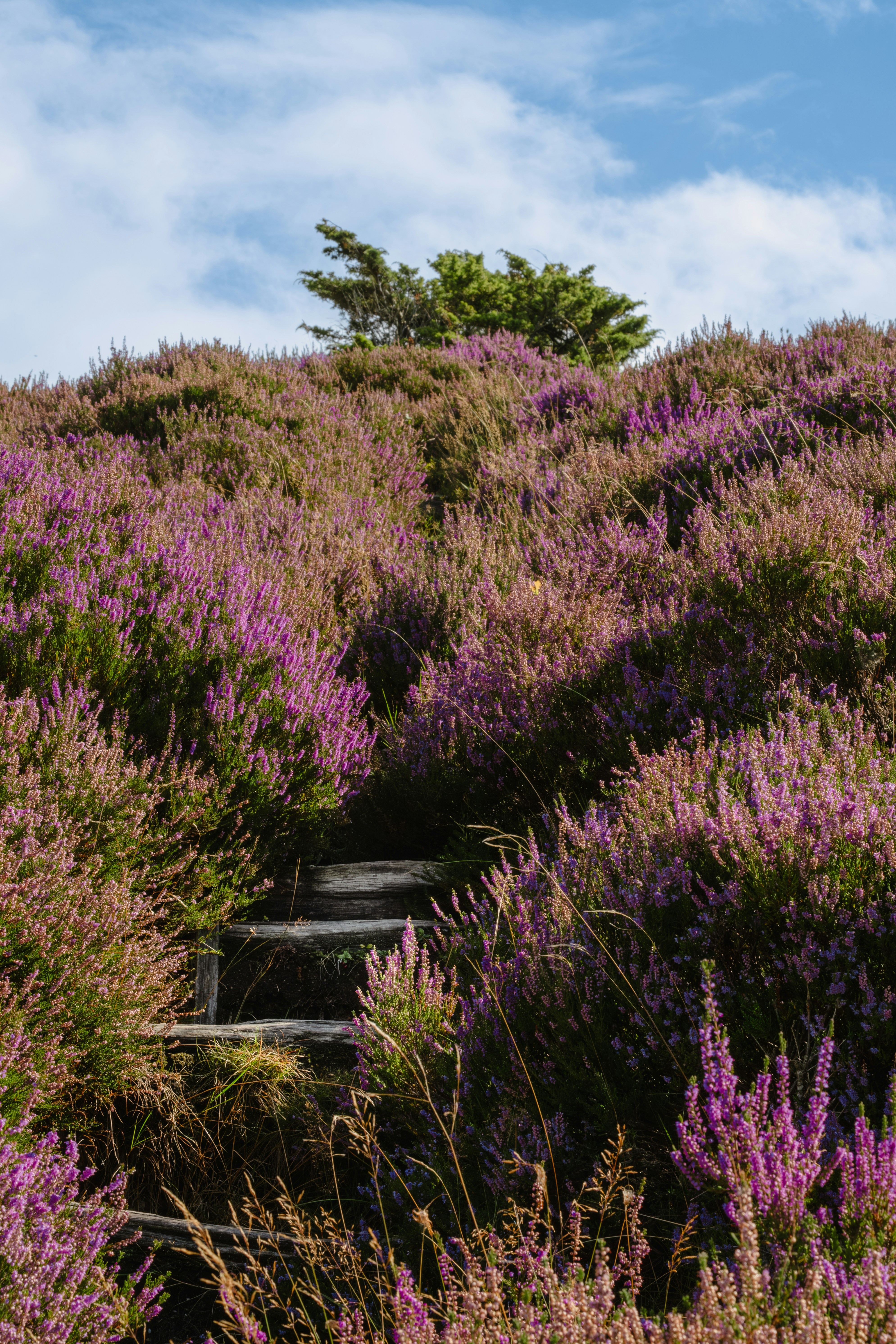 A grassy hill covered in lots of purple flowers