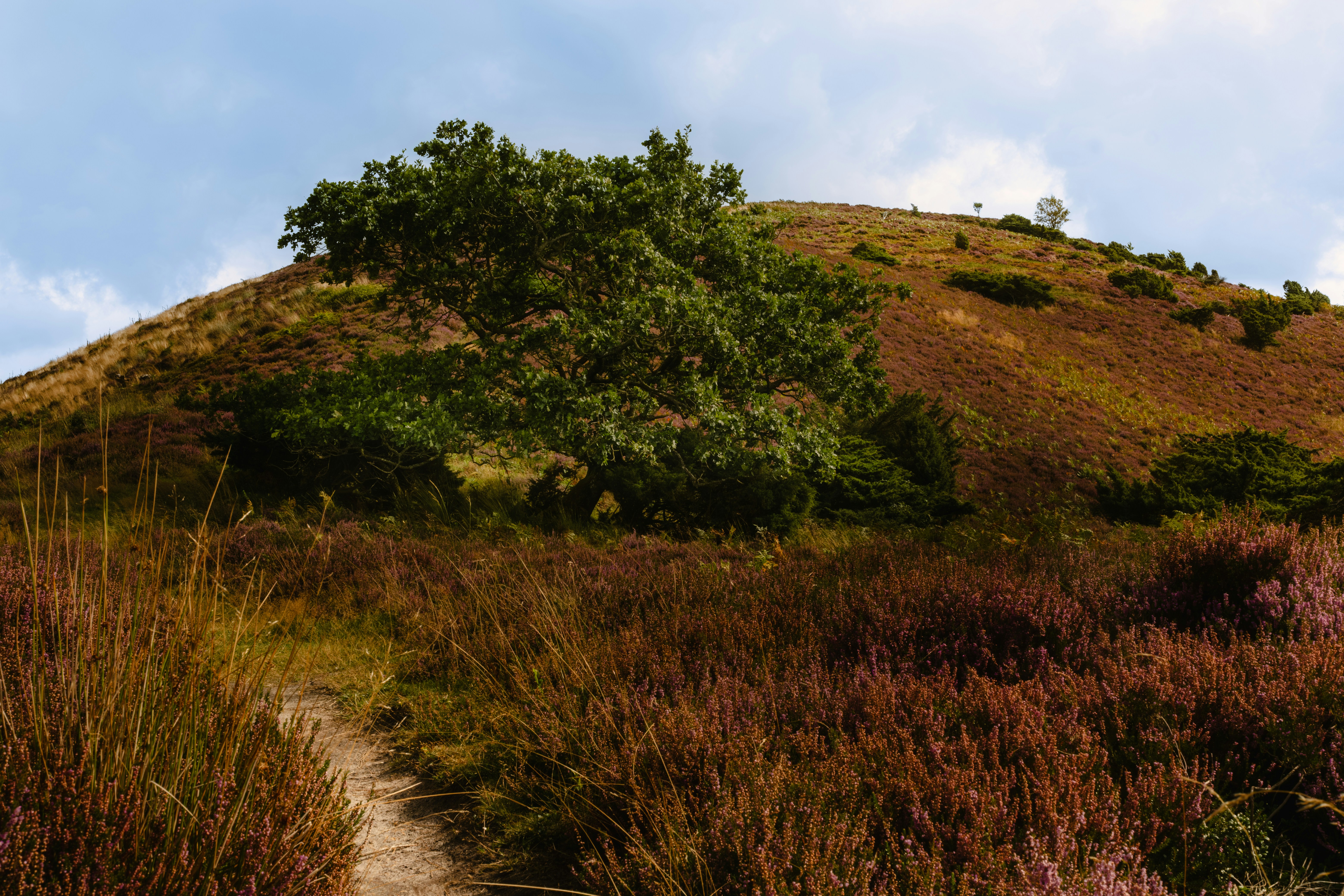 A grassy hill with a tree on top of it