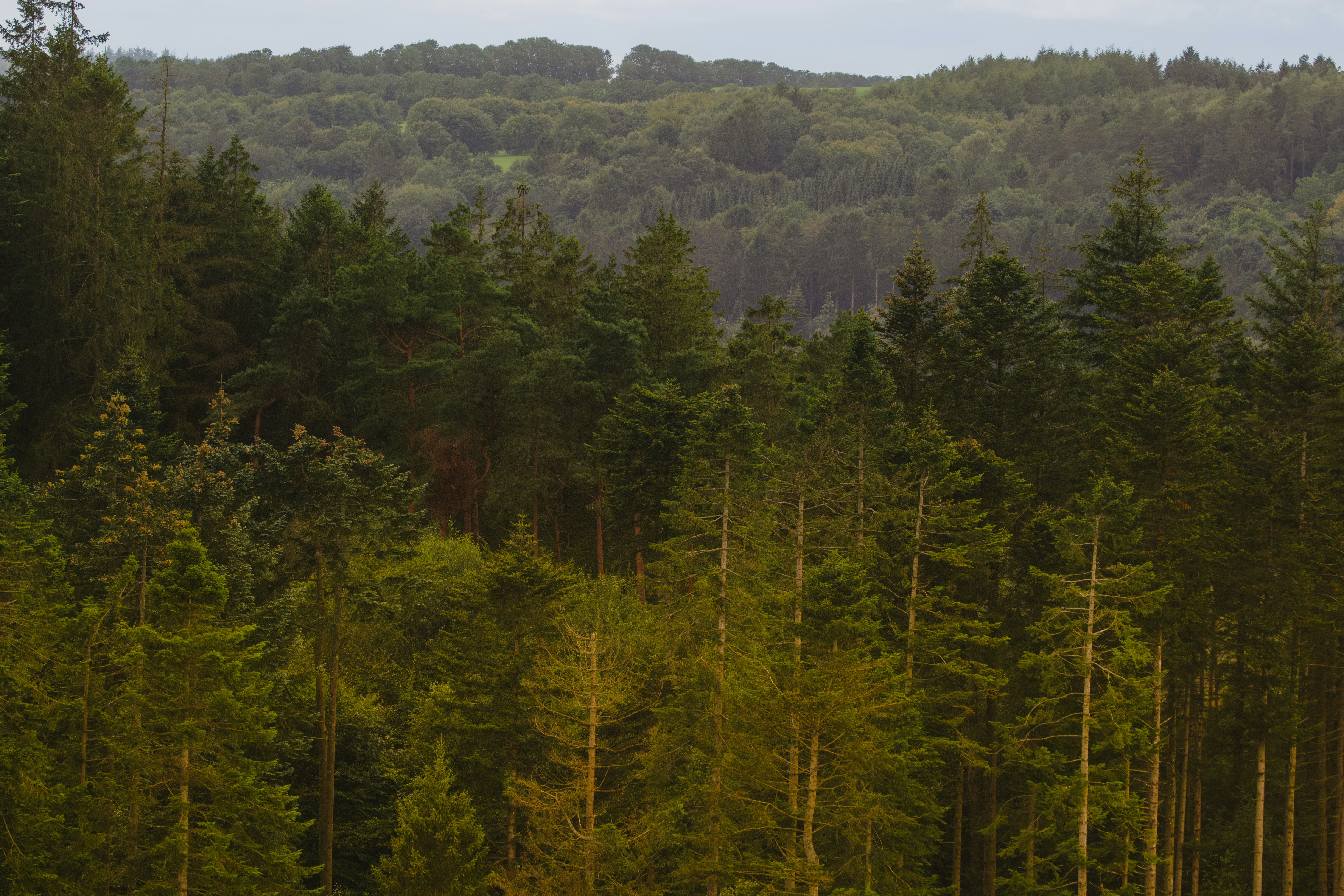 A herd of sheep grazing on a lush green forest