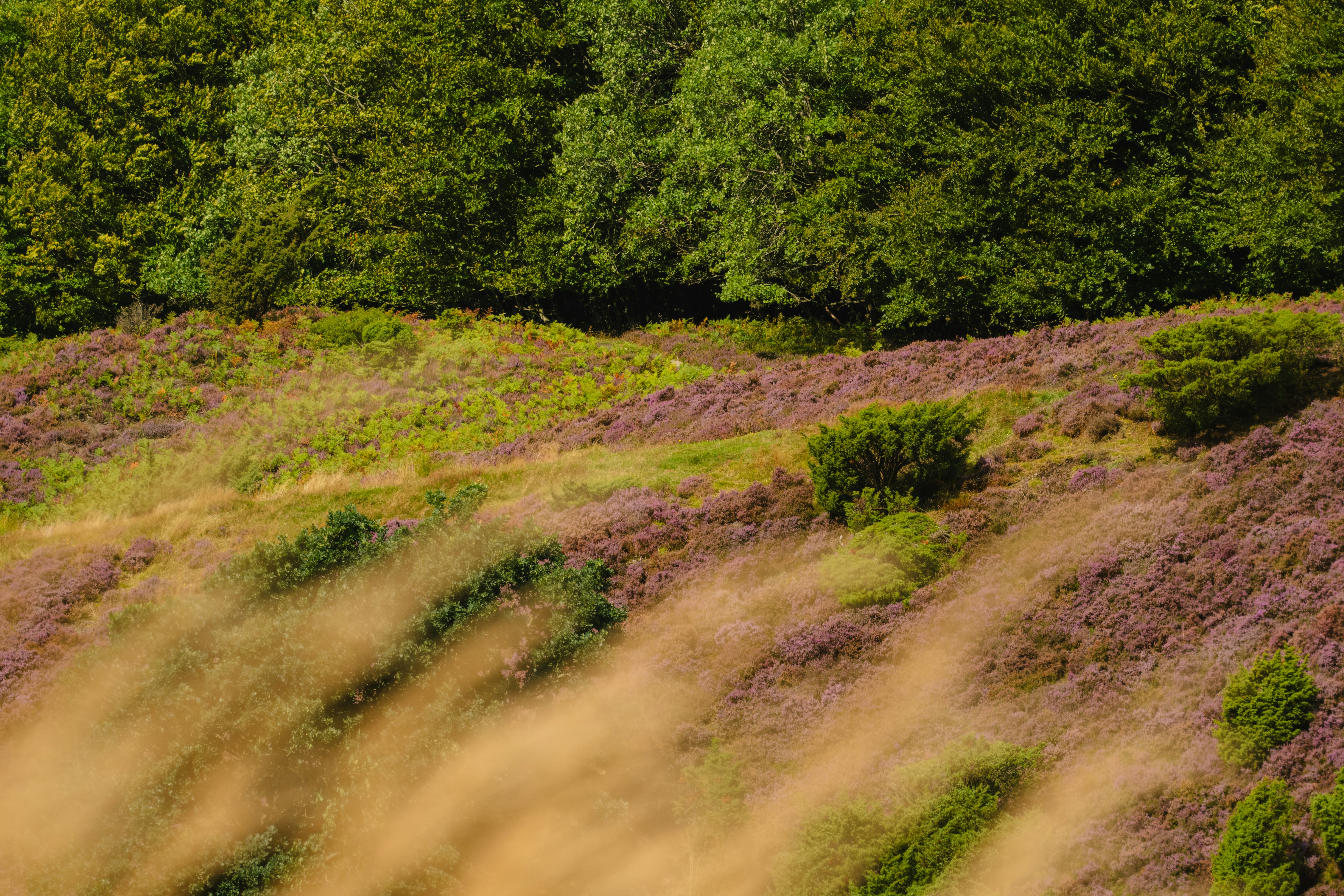 A grassy hill with trees in the background