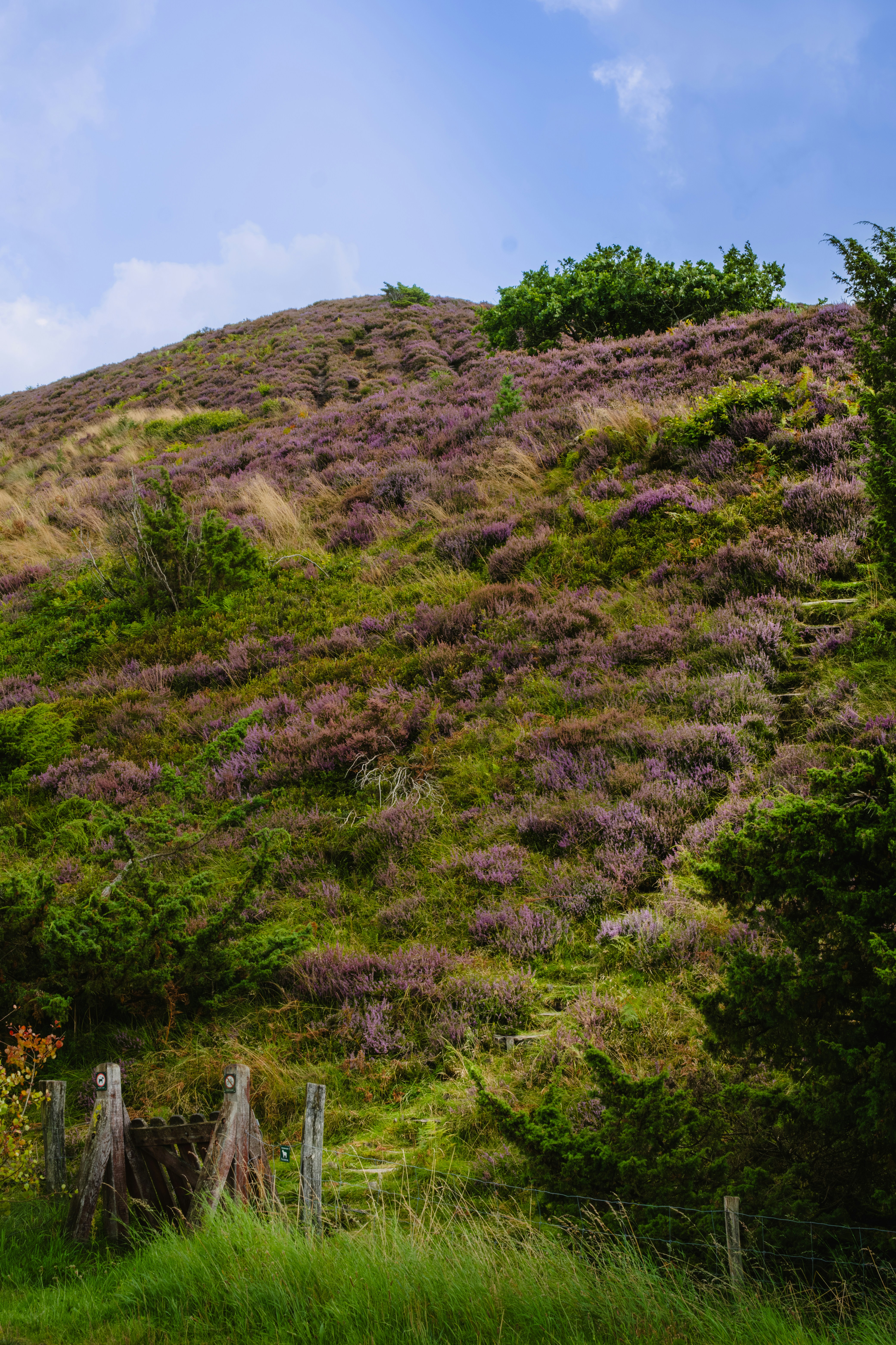 A lush green hillside covered in lots of purple flowers